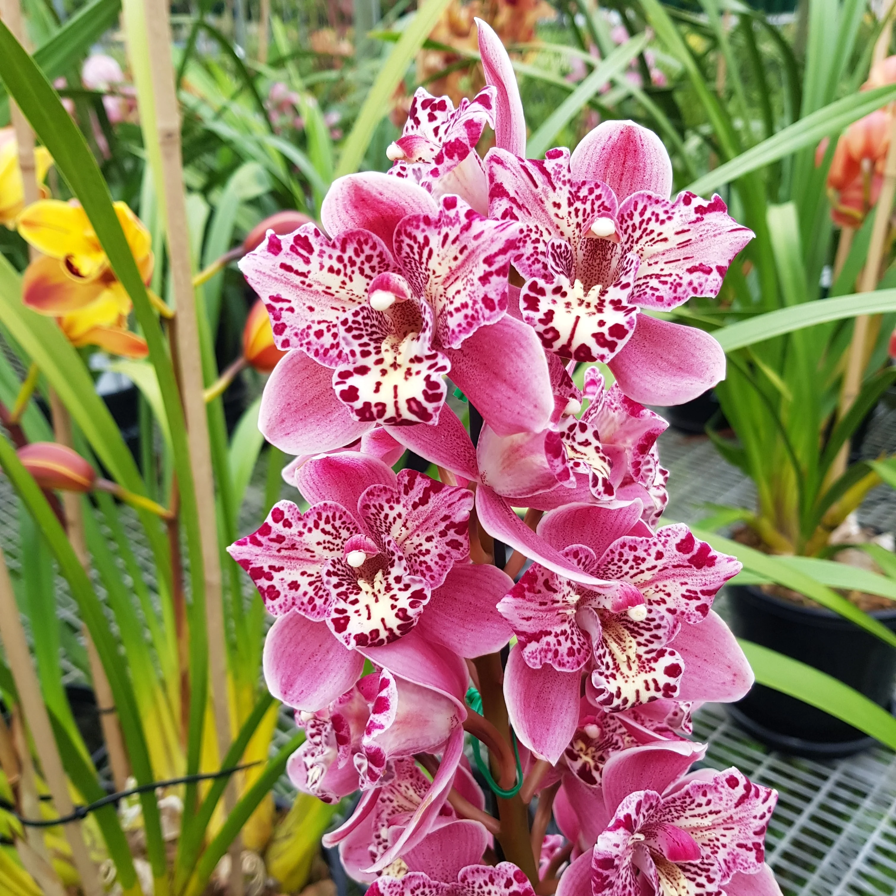 Cymbidium Strathdon 'Cooksbridge Fantasy' - Image 3