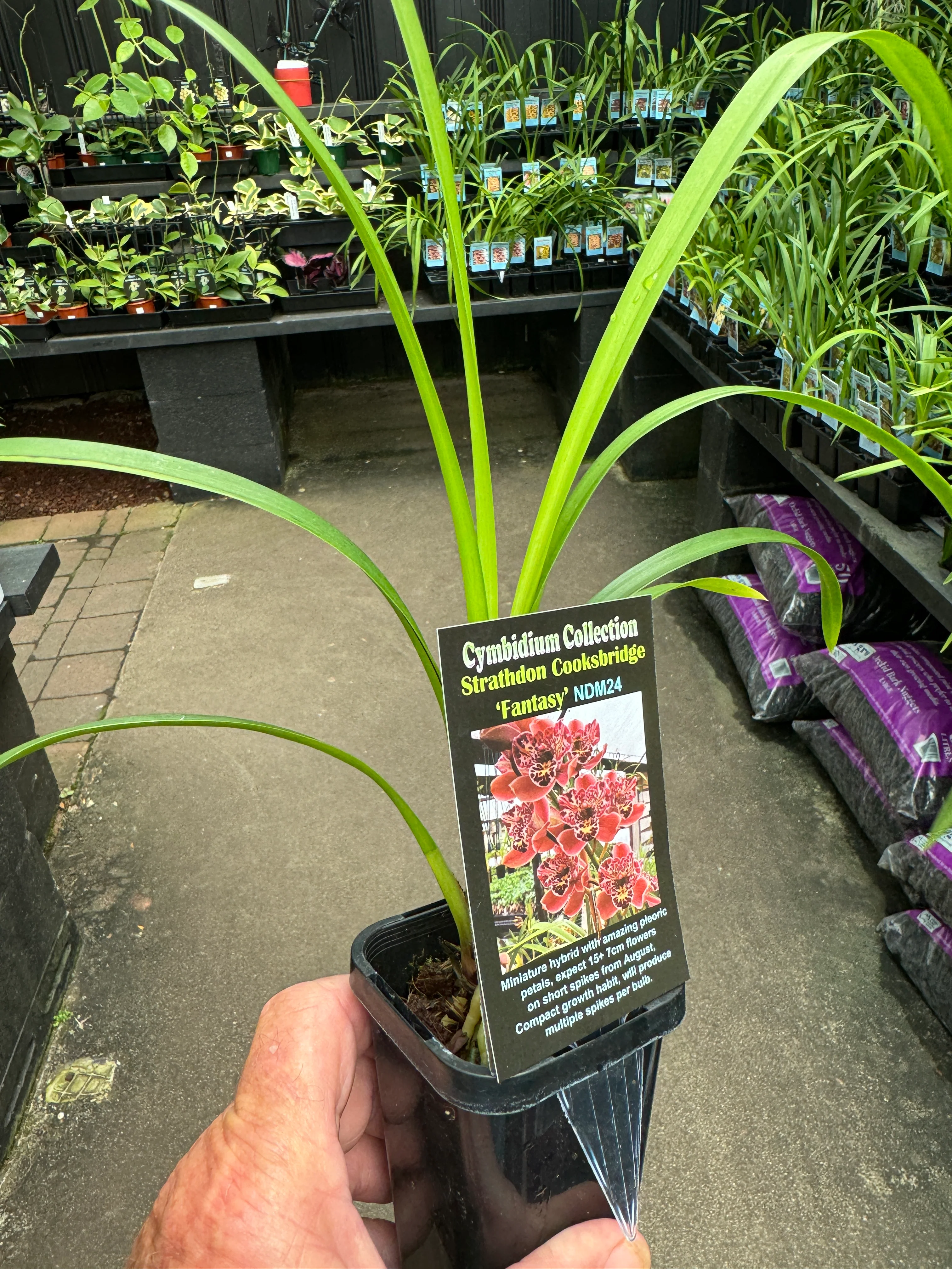 Cymbidium Strathdon 'Cooksbridge Fantasy' - Image 4