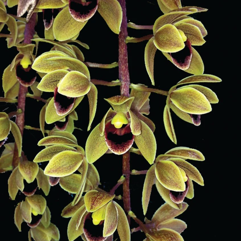 Cymbidium Sweet Devon 'Paradisia' - Image 2