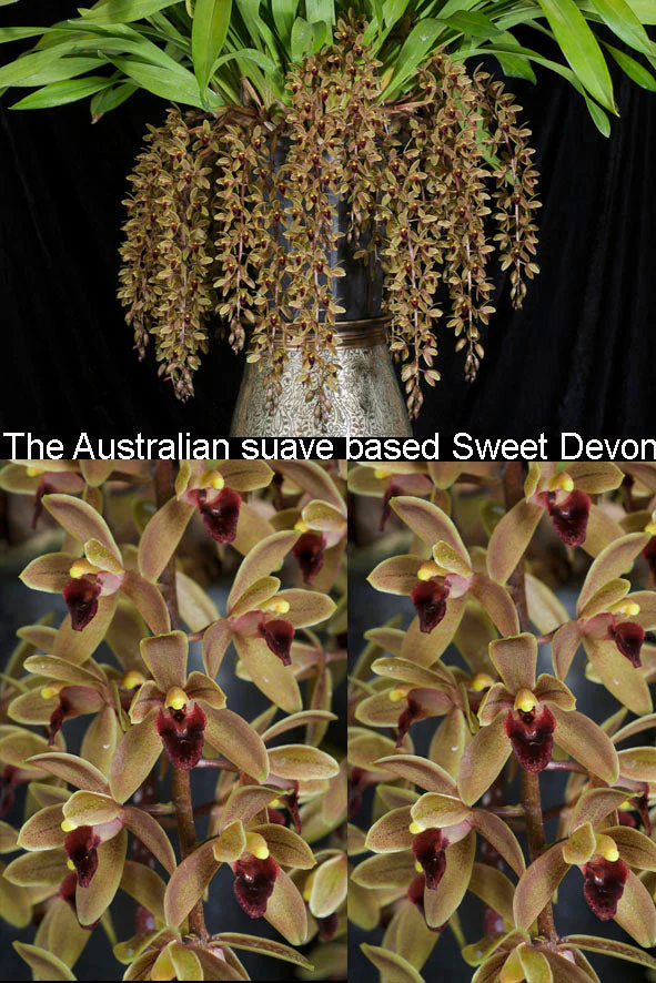 Cymbidium Sweet Devon 'Paradisia' - Image 3