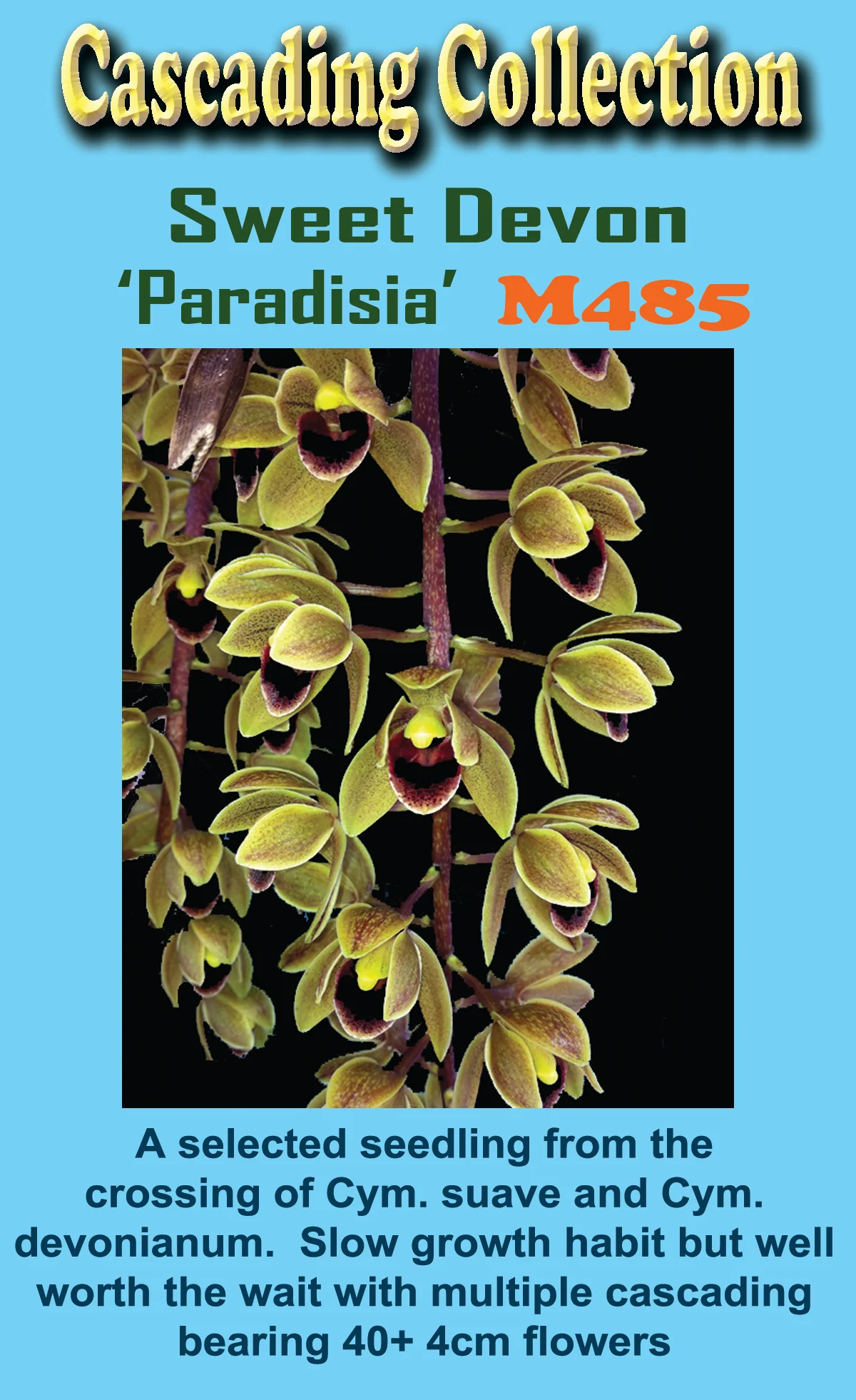 Cymbidium Sweet Devon 'Paradisia' - Image 4