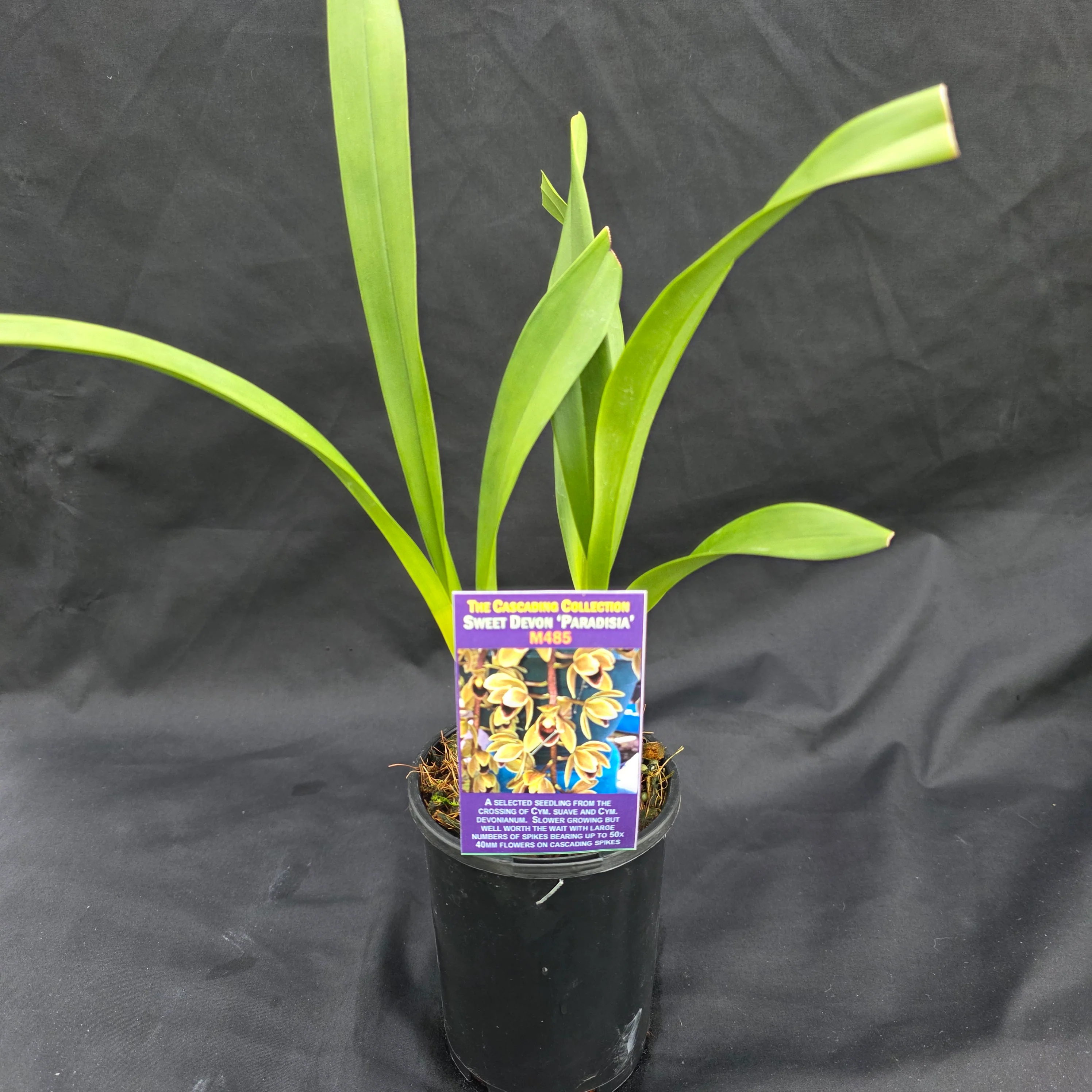 Cymbidium Sweet Devon 'Paradisia' - Image 6