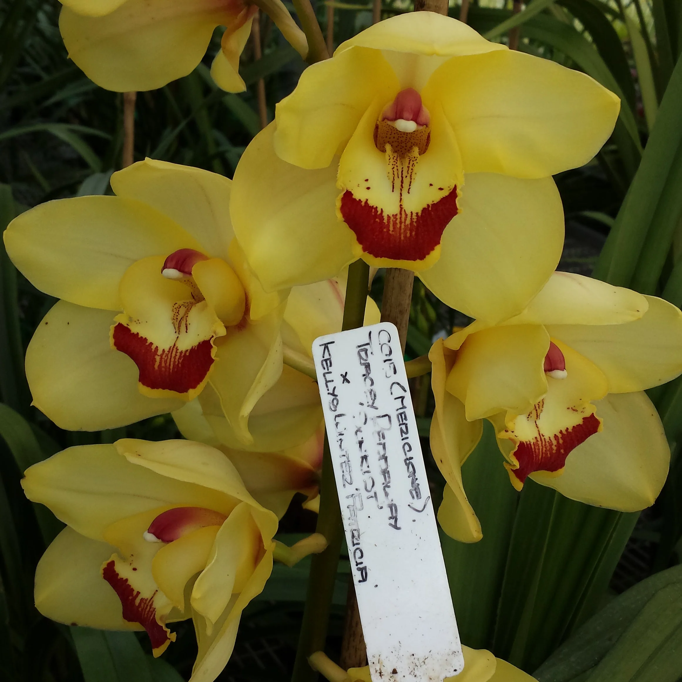 Cymbidium Tracey Reddaway 'Sunkist' x Kelly's Winter 'Patricia' - Image 2