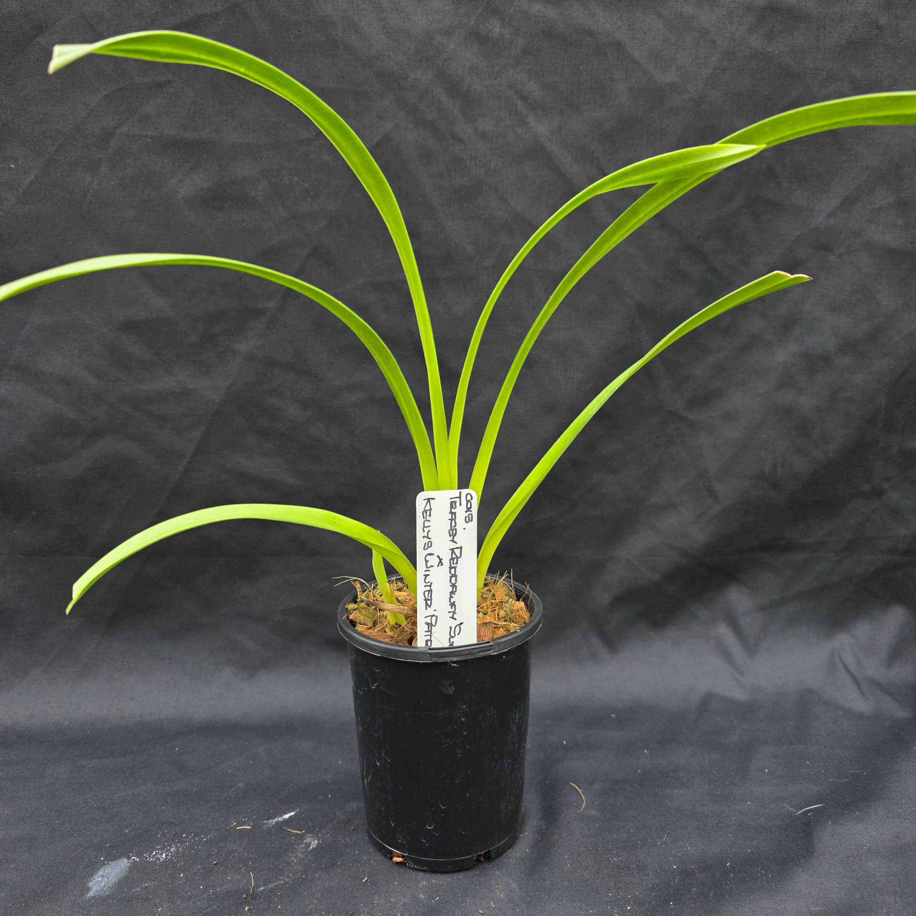 Cymbidium Tracey Reddaway 'Sunkist' x Kelly's Winter 'Patricia' - Image 3