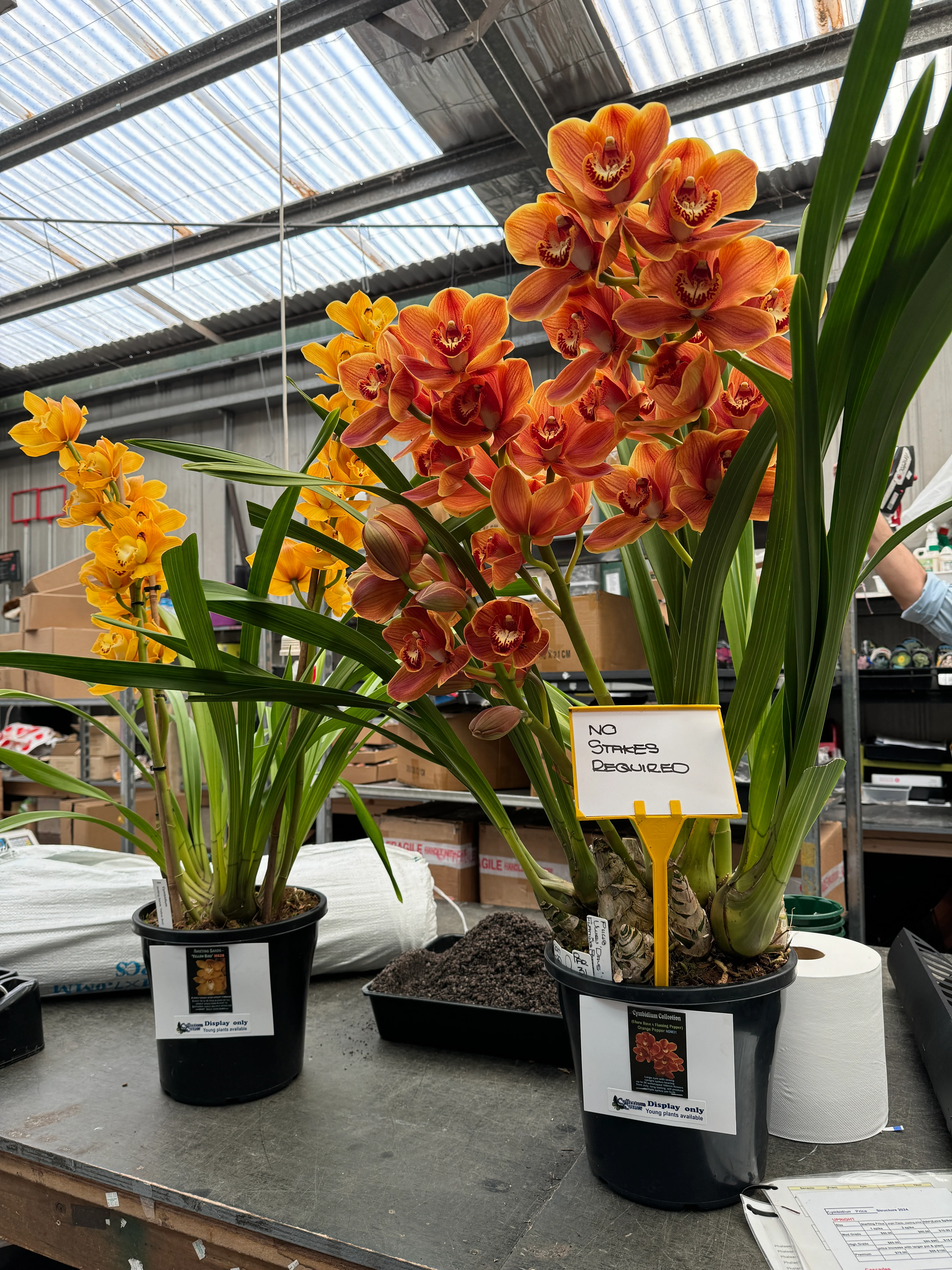 Cymbidium (Uluru Dave x Flaming Pepper) 'Orange Pepper'