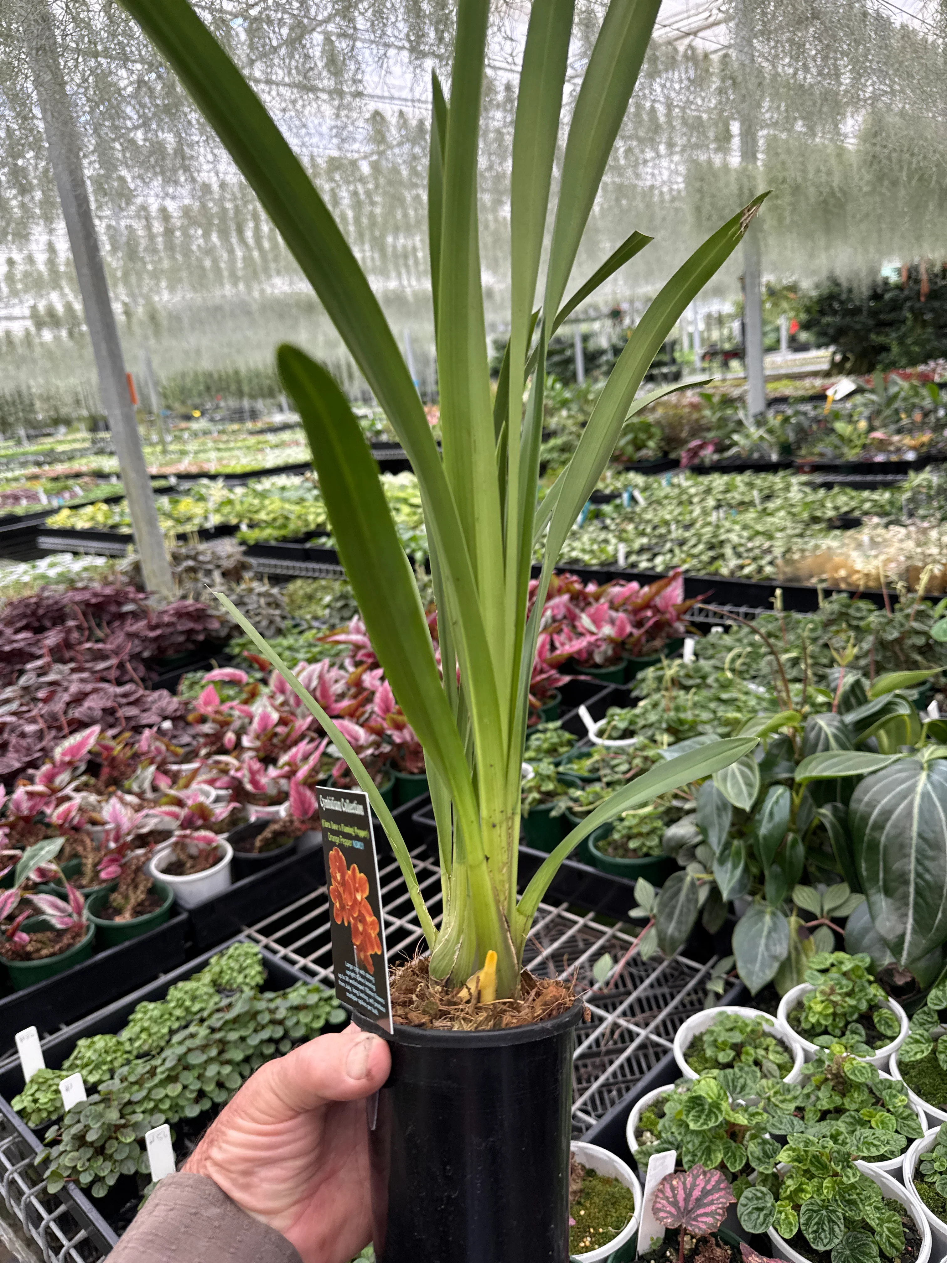 Cymbidium (Uluru Dave x Flaming Pepper) 'Orange Pepper' - Image 3