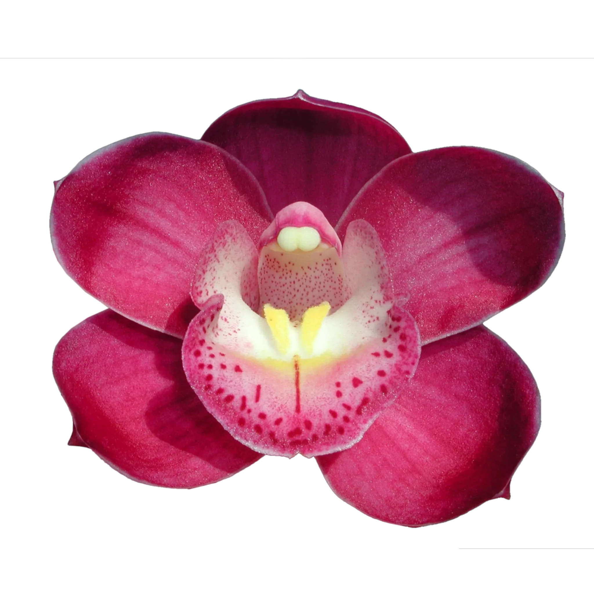 Cymbidium Valley Olympic 'Pink Perfection'