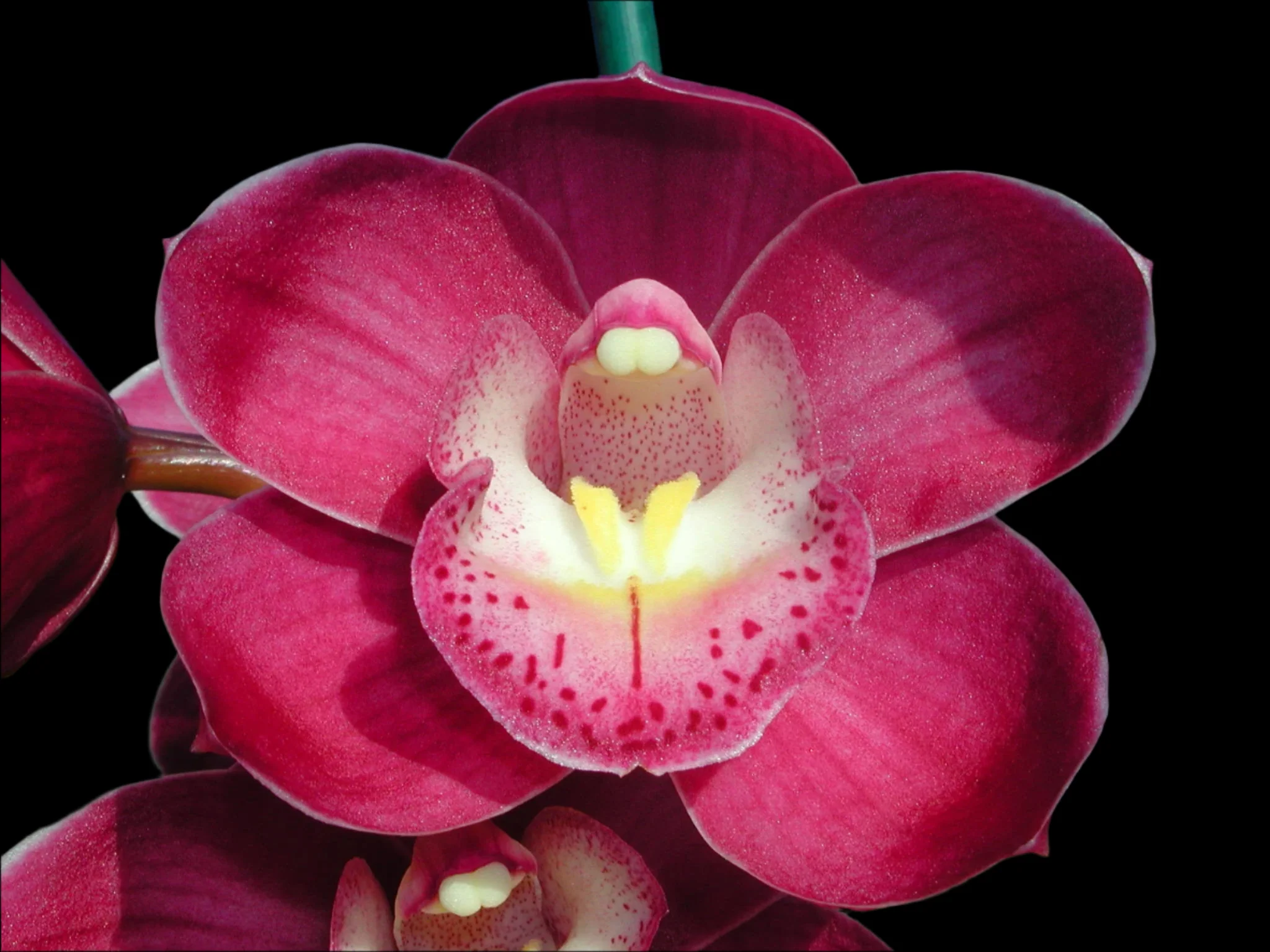 Cymbidium Valley Olympic 'Pink Perfection' - Image 2