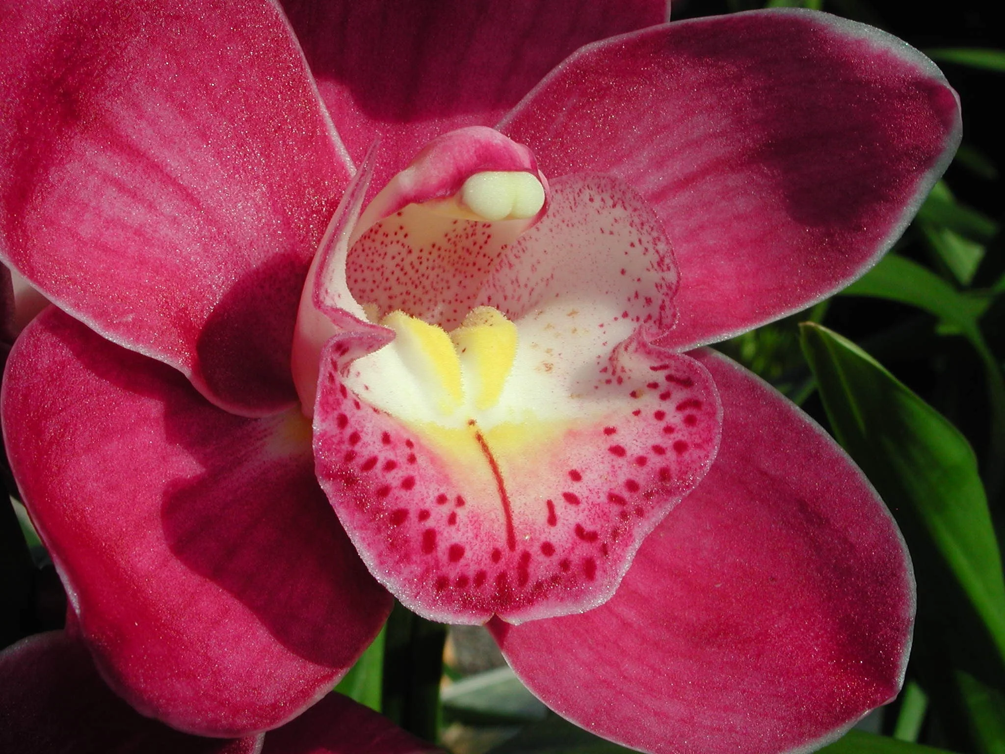 Cymbidium Valley Olympic 'Pink Perfection' - Image 3