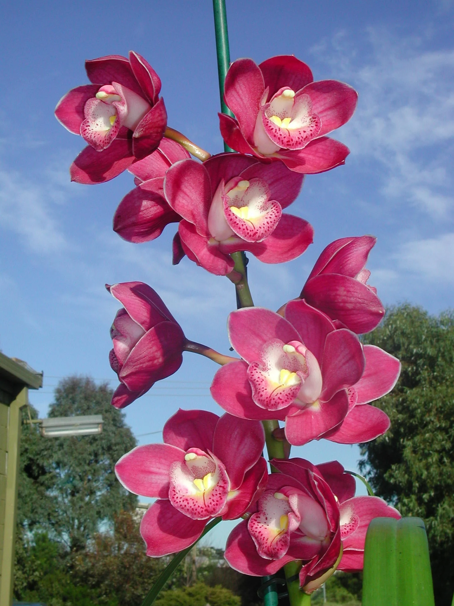 Cymbidium Valley Olympic 'Pink Perfection' - Image 4