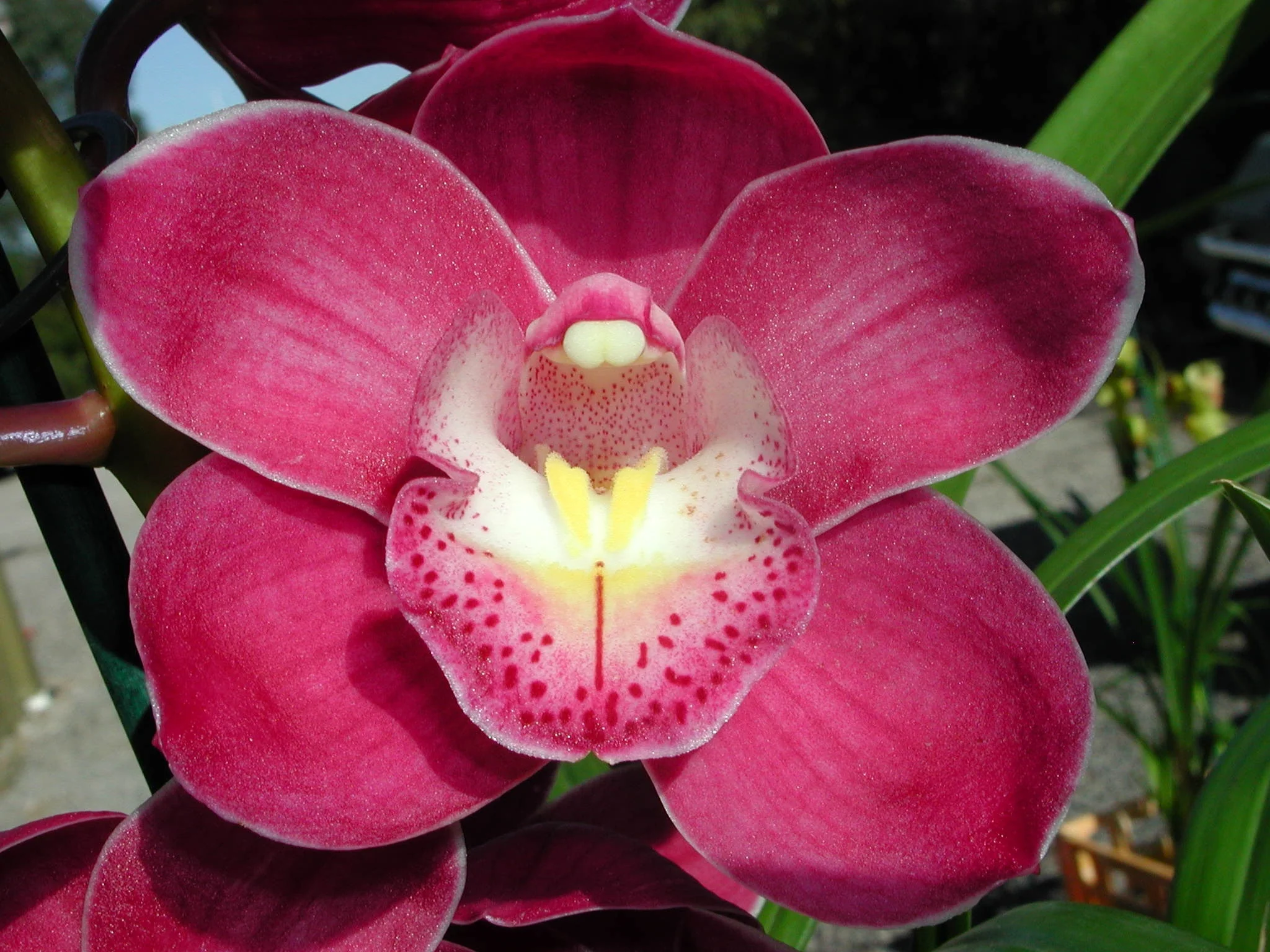 Cymbidium Valley Olympic 'Pink Perfection' - Image 5