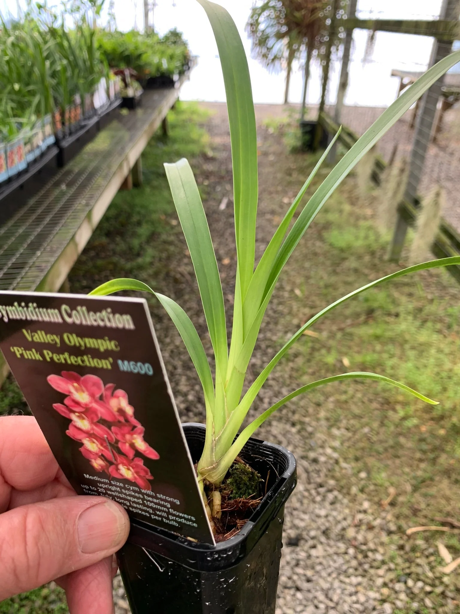 Cymbidium Valley Olympic 'Pink Perfection' - Image 6