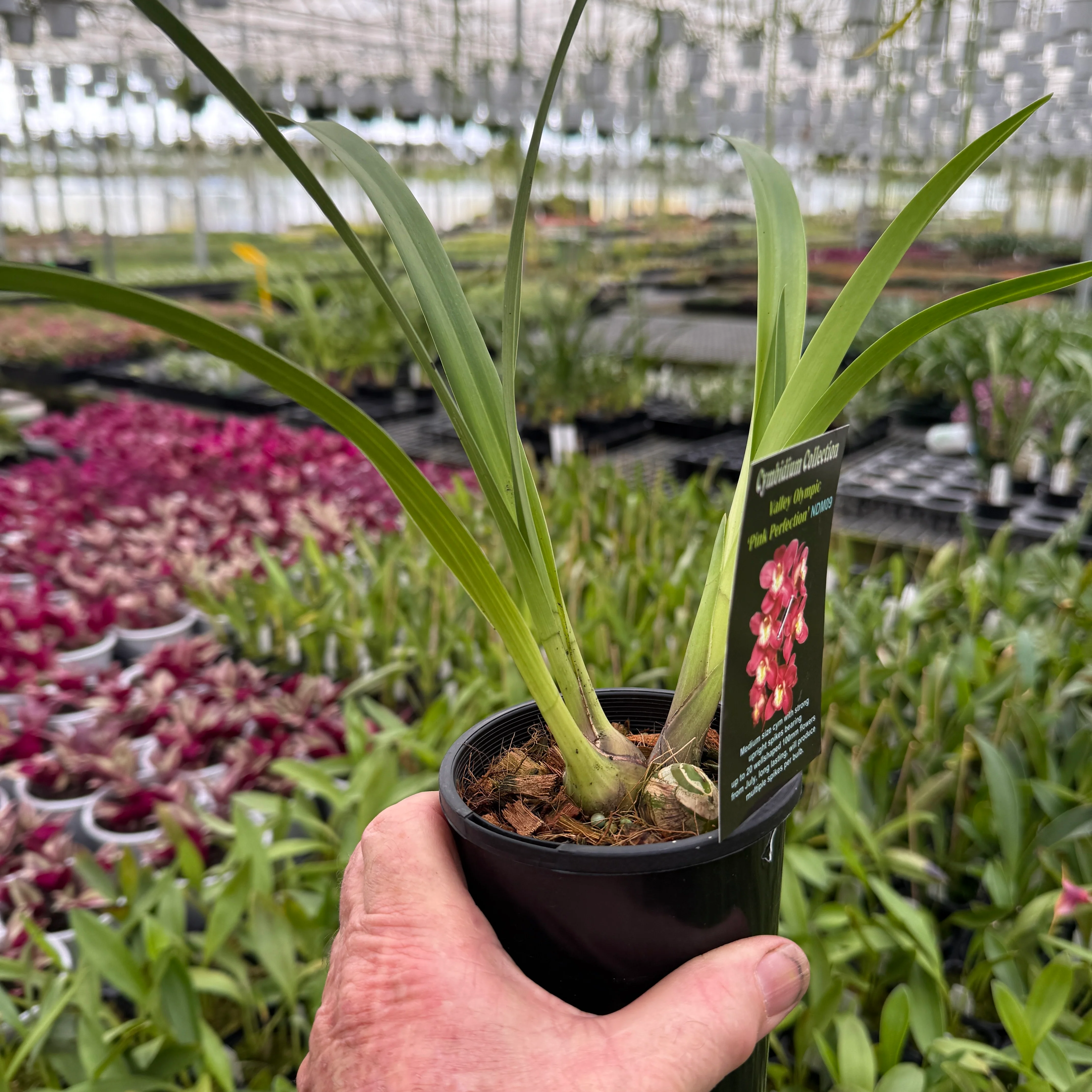 Cymbidium Valley Olympic 'Pink Perfection' - Image 7