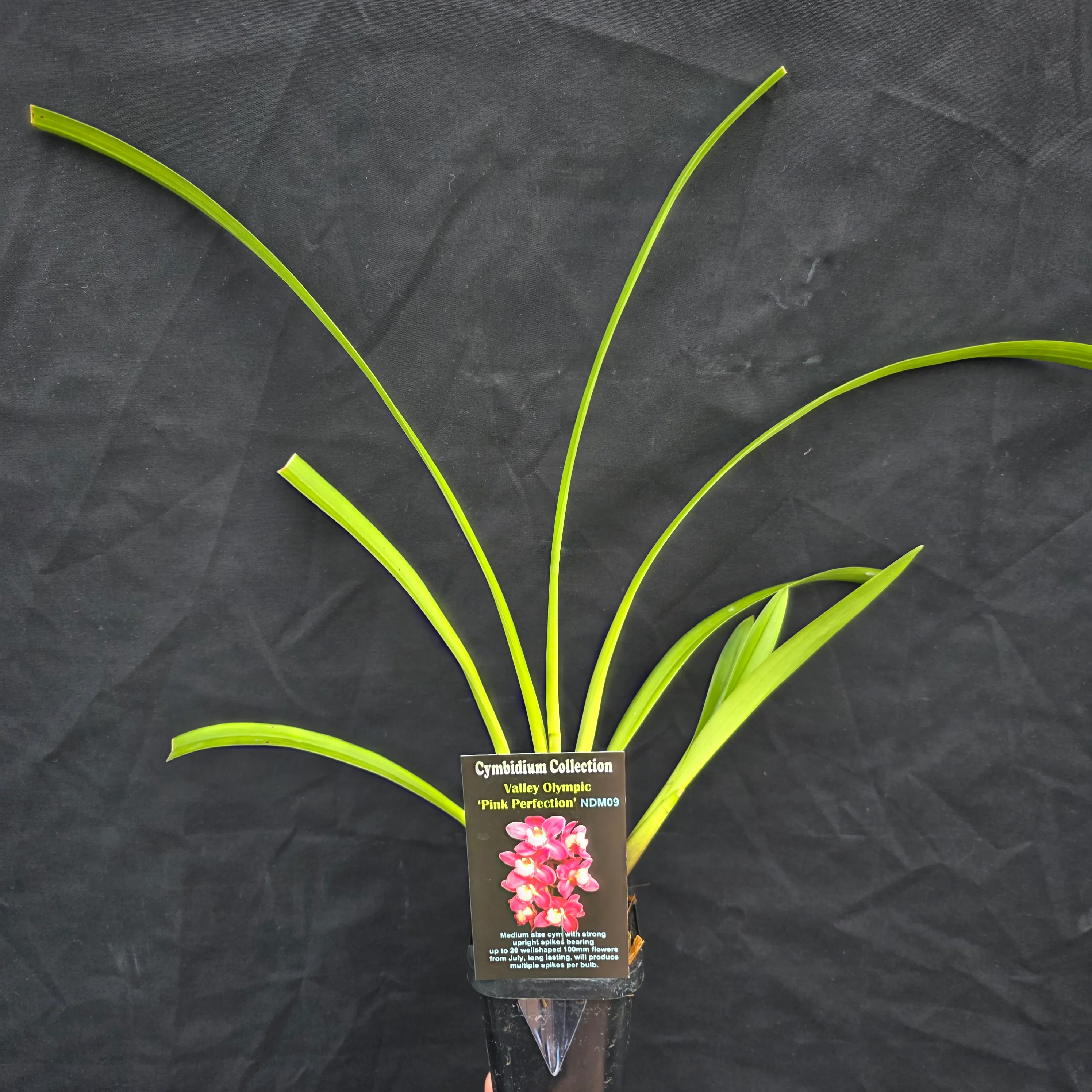 Cymbidium Valley Olympic 'Pink Perfection' - Image 8