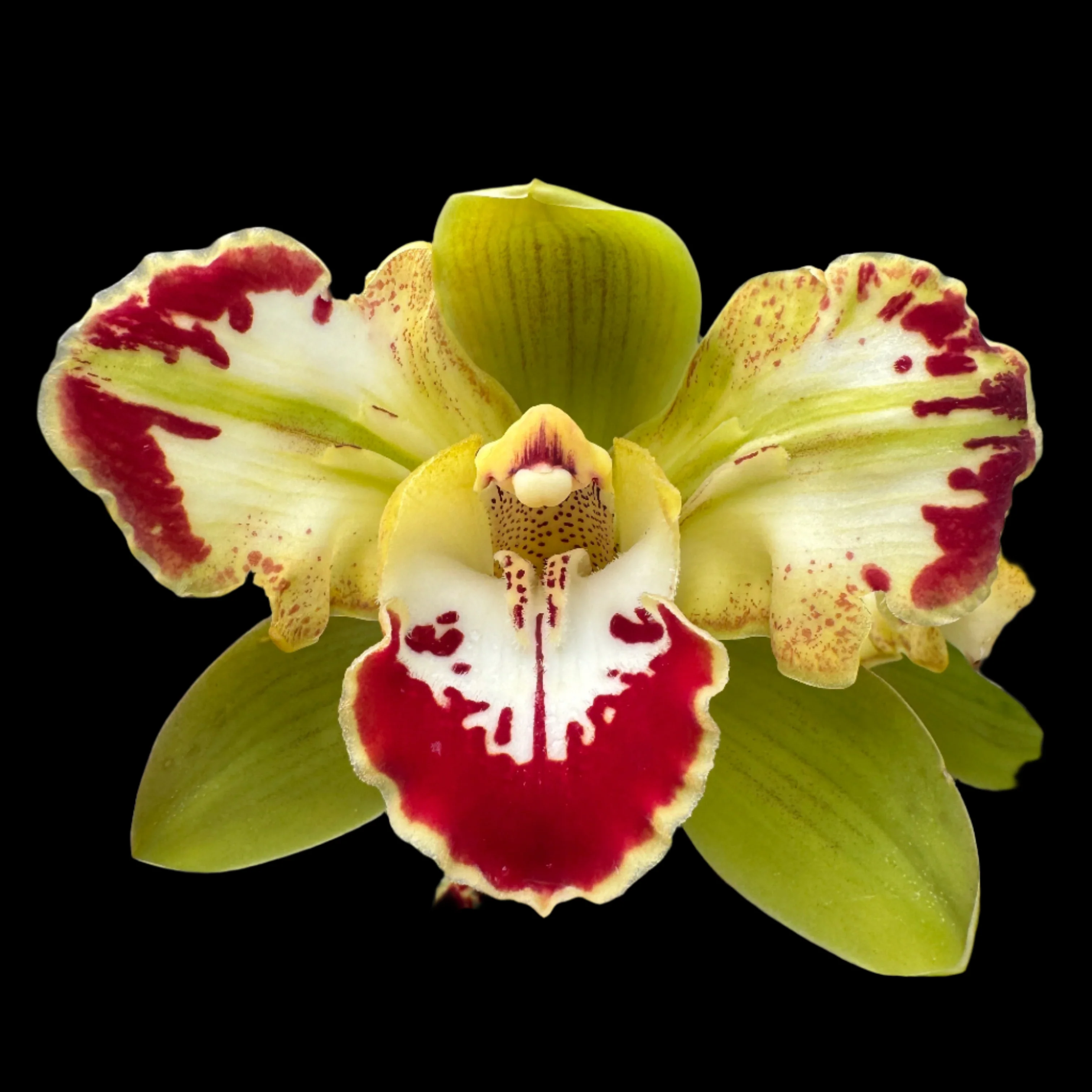 Cymbidium Vidar 'Harlequin' Stable peloric beauty