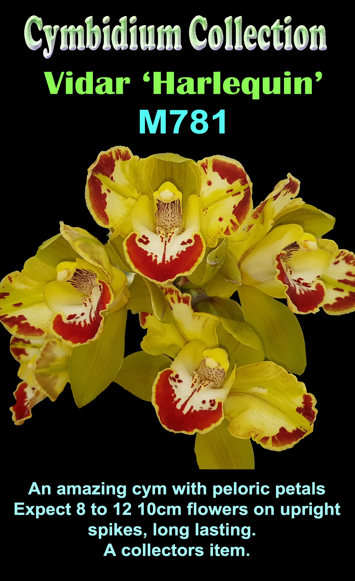 Cymbidium Vidar 'Harlequin' Stable peloric beauty - Image 4