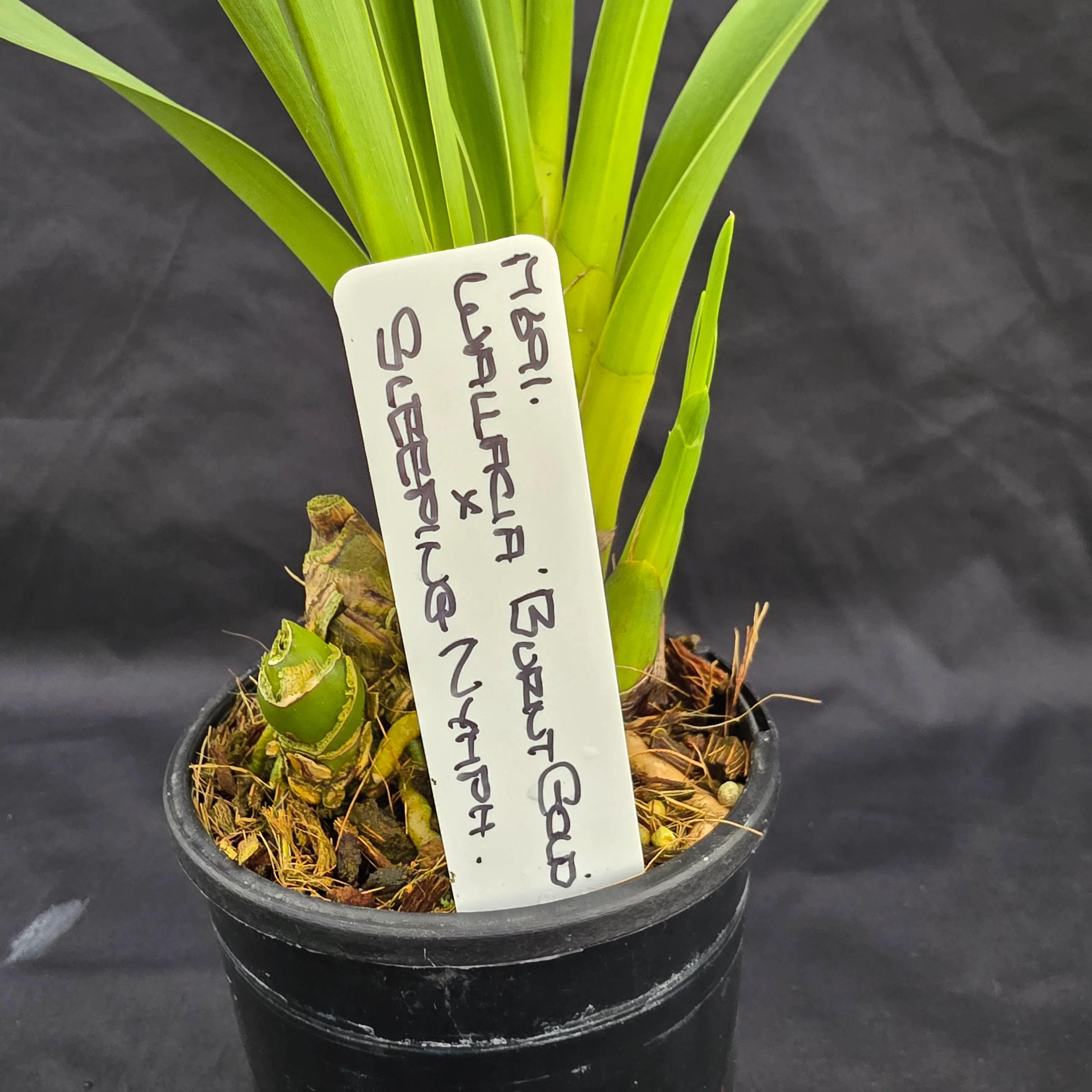 Cymbidium Wallacia 'Burnt Gold' x Sleeping Nymph - Image 2