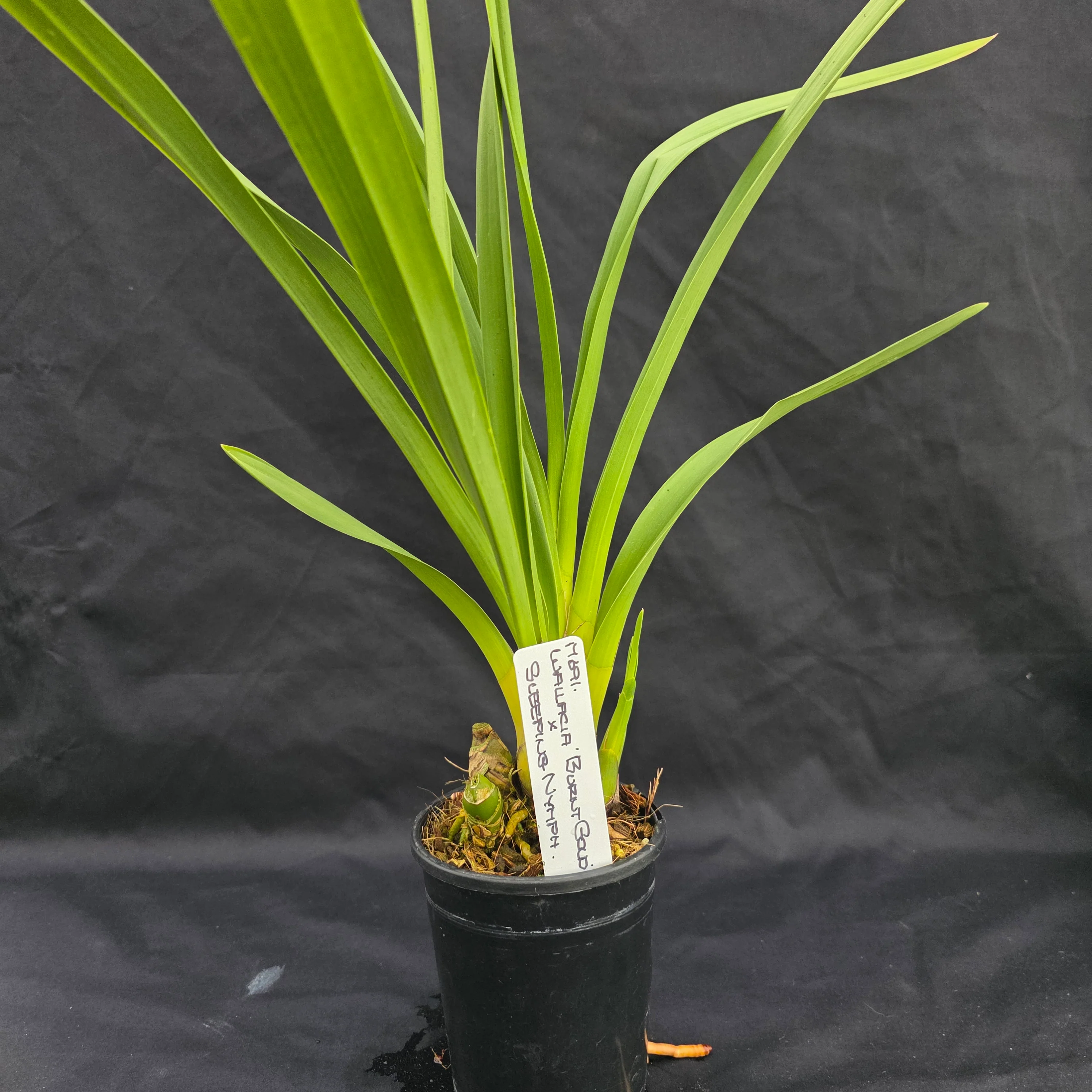 Cymbidium Wallacia 'Burnt Gold' x Sleeping Nymph - Image 3