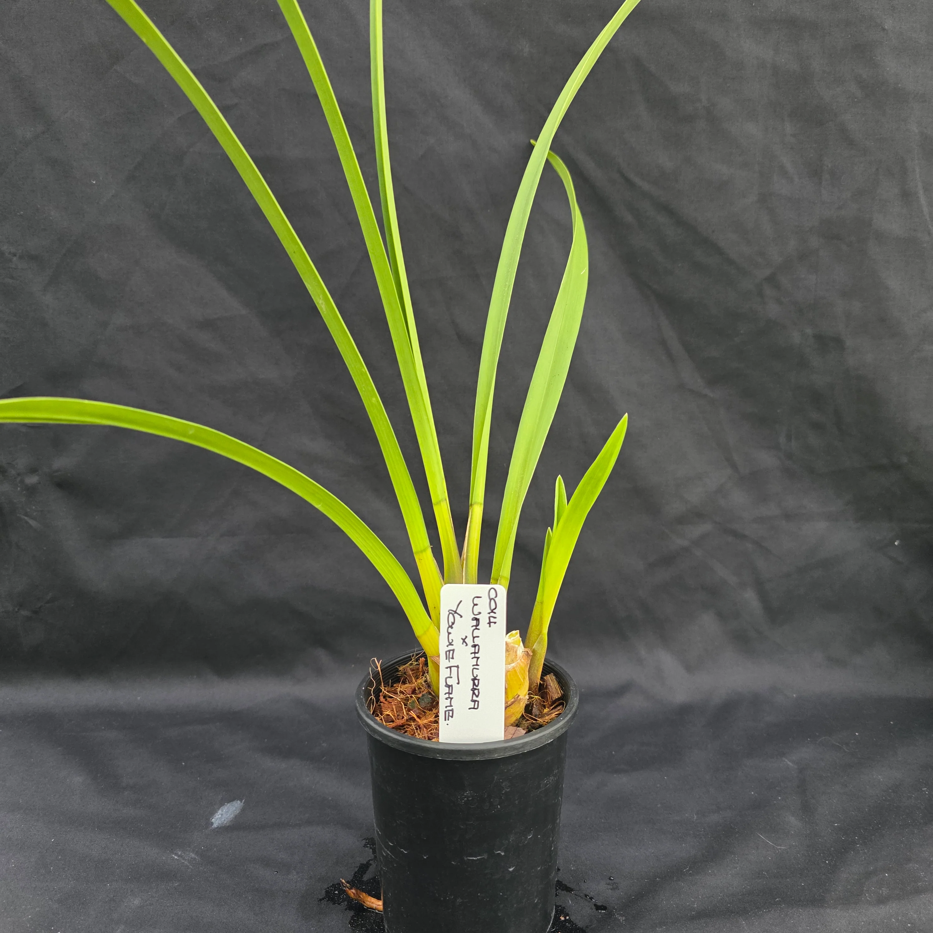 Cymbidium Wallamurra x Yowie Flame - One Off Special - Image 3