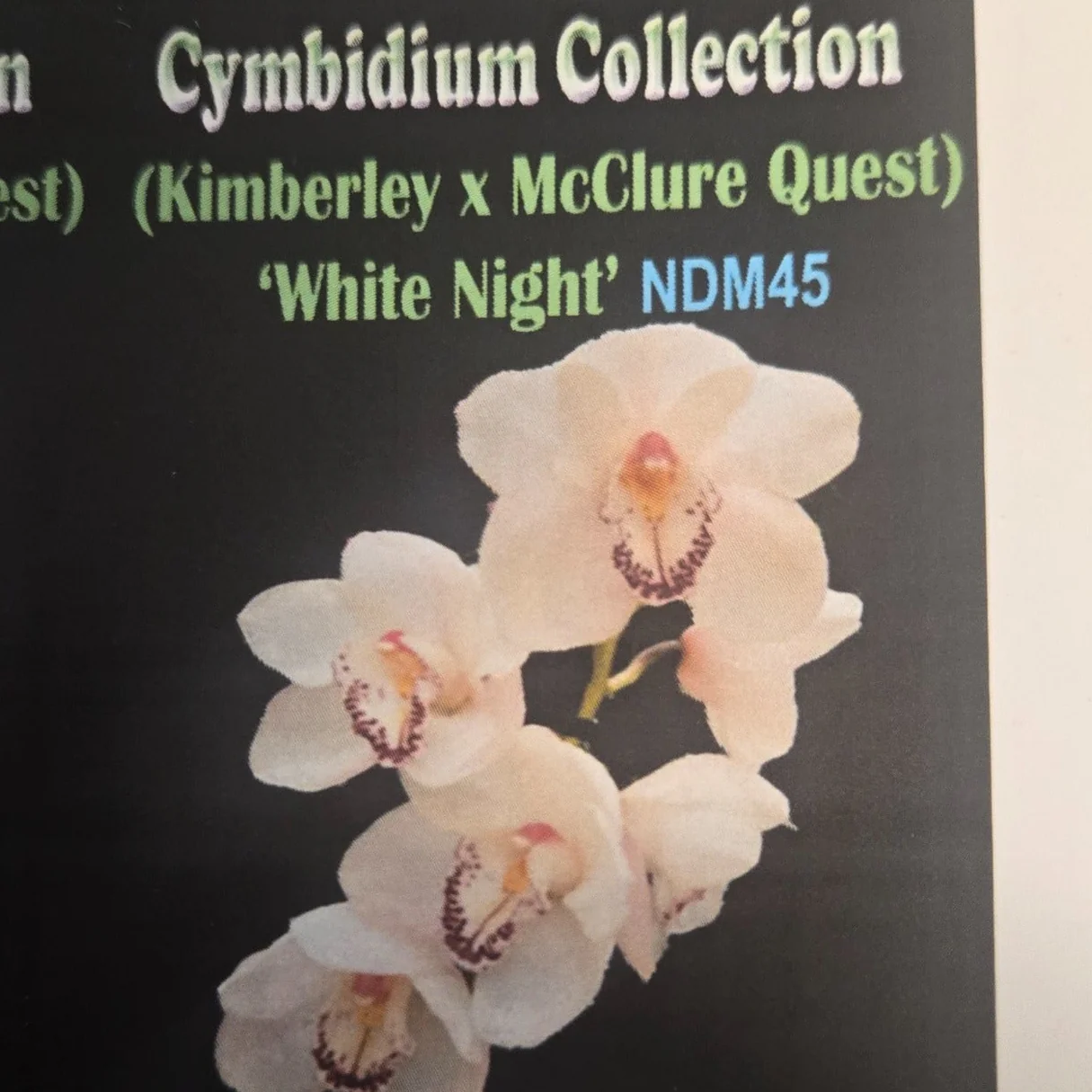 Cymbidium (Kimberley × McClure Quest) 'White Night' - Image 2