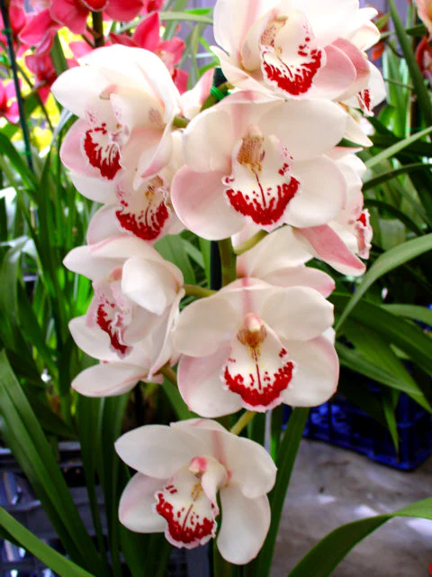 Cymbidium Zen Era 'Elizabeth' - Image 2