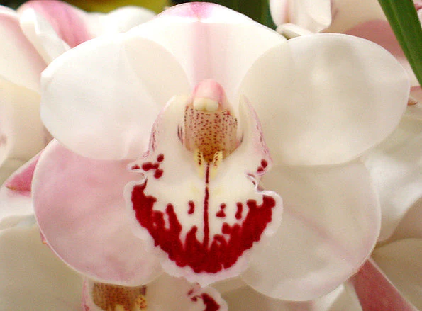 Cymbidium Zen Era 'Elizabeth' - Image 3