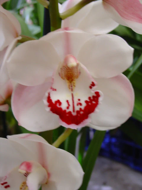 Cymbidium Zen Era 'Elizabeth' - Image 4