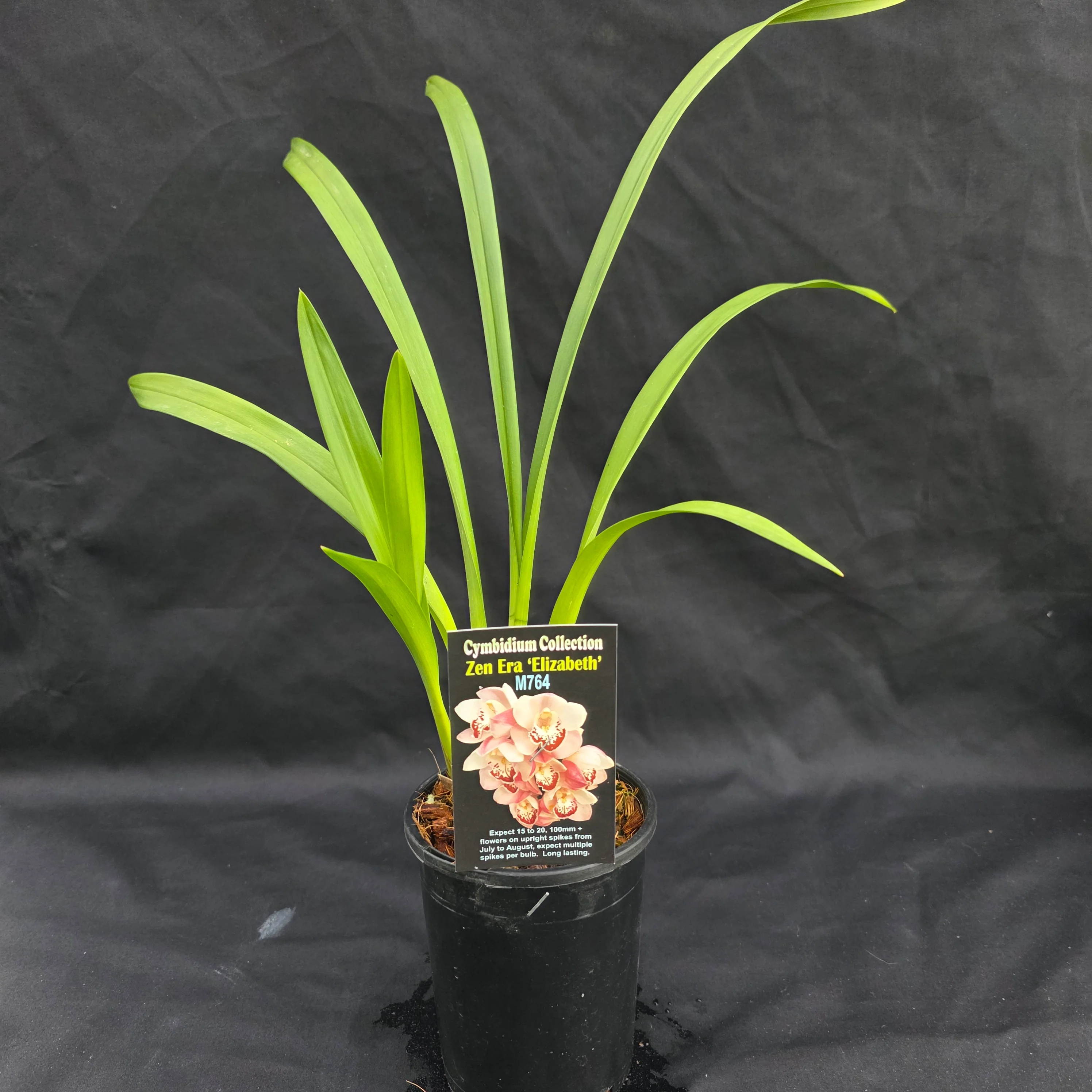 Cymbidium Zen Era 'Elizabeth' - Image 5