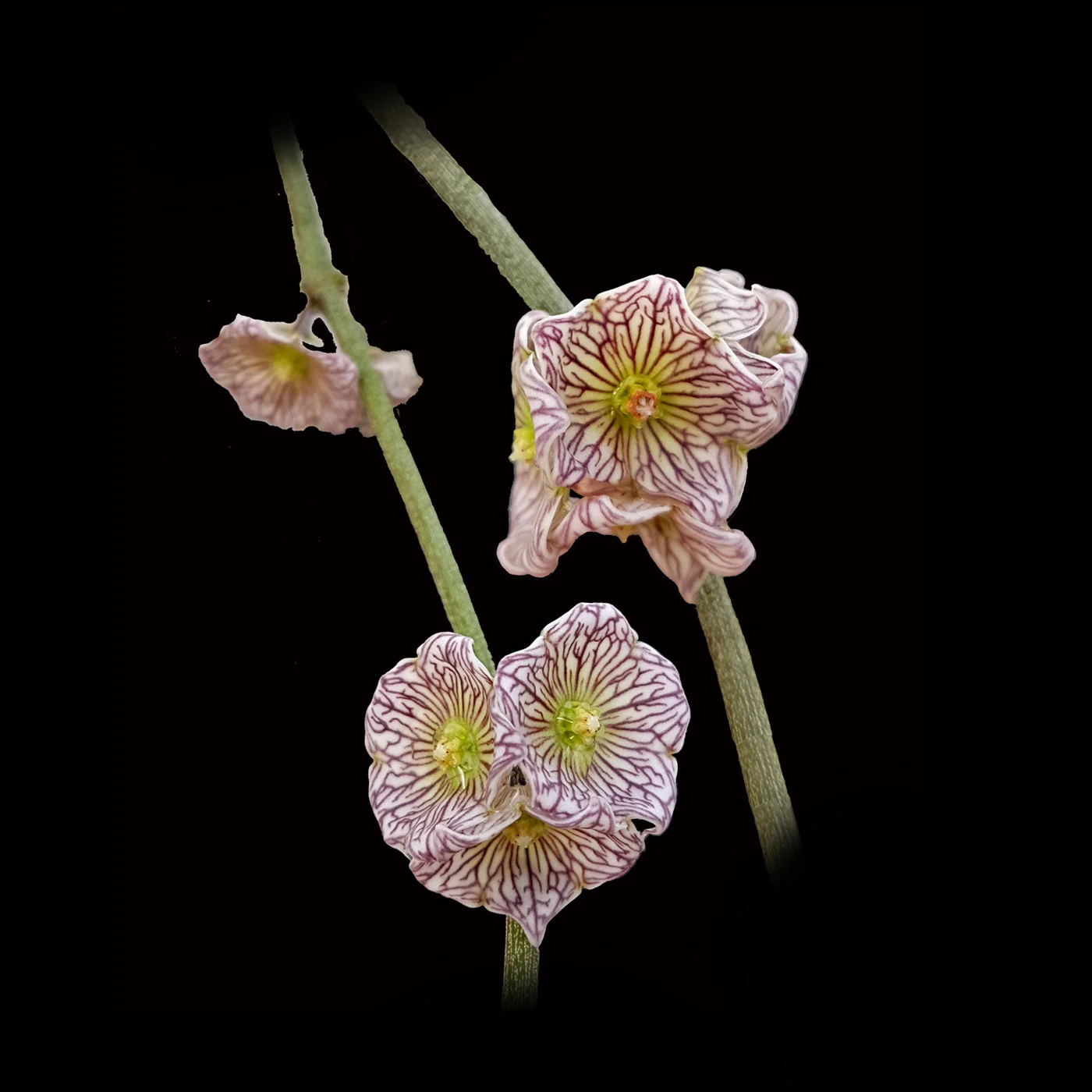 Cynanchum insigne