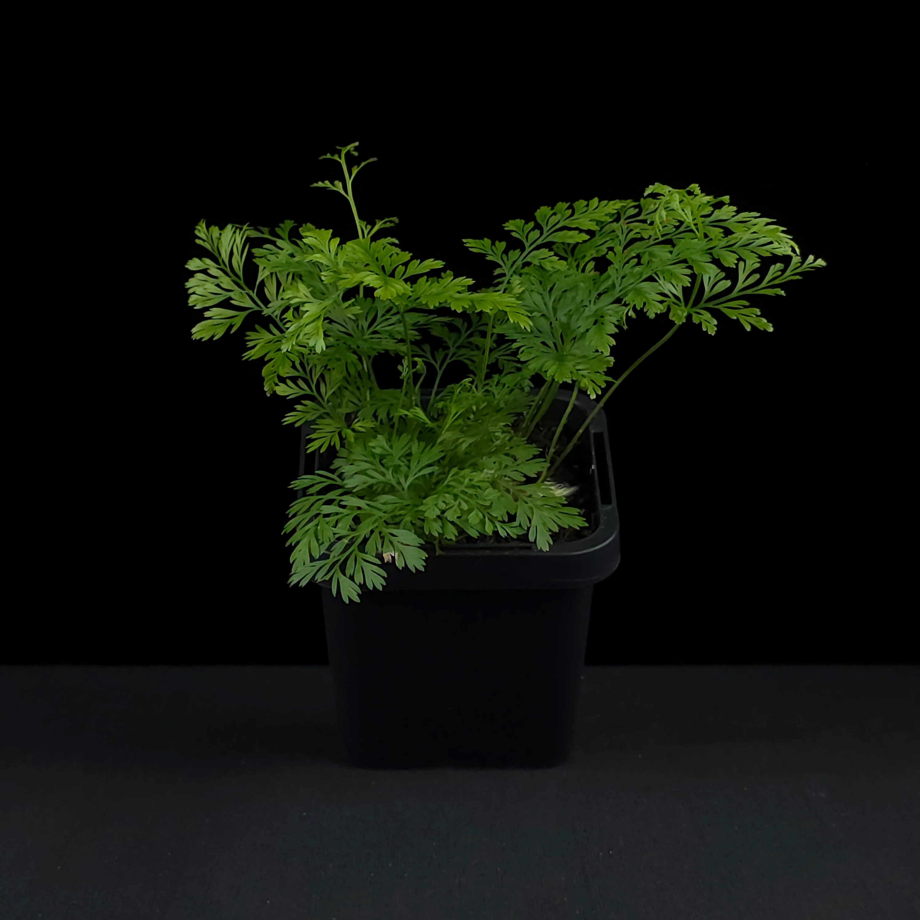 Davallia fejeensis 'Rabbit's Foot Fern' - Image 3
