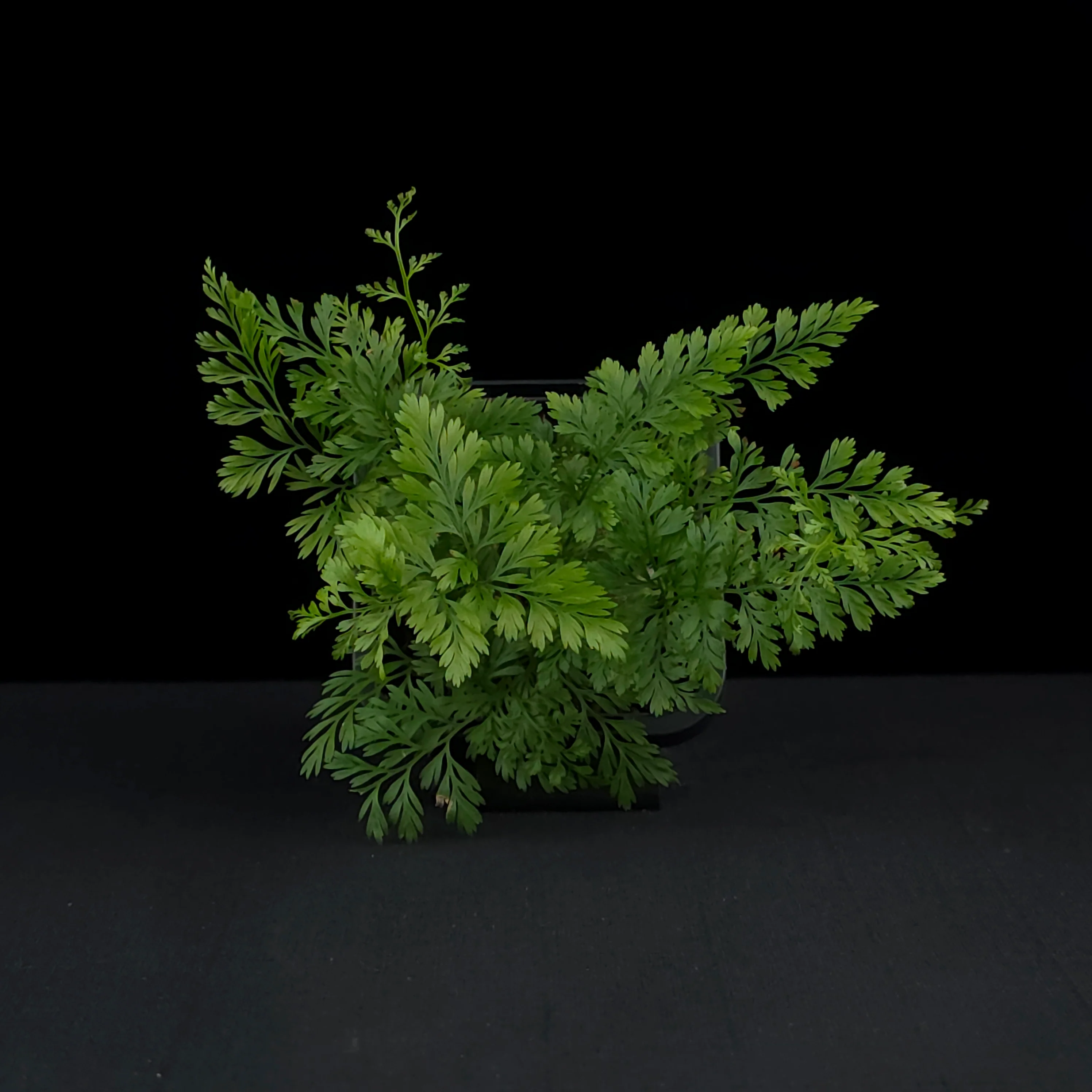 Davallia fejeensis 'Rabbit's Foot Fern' - Image 4