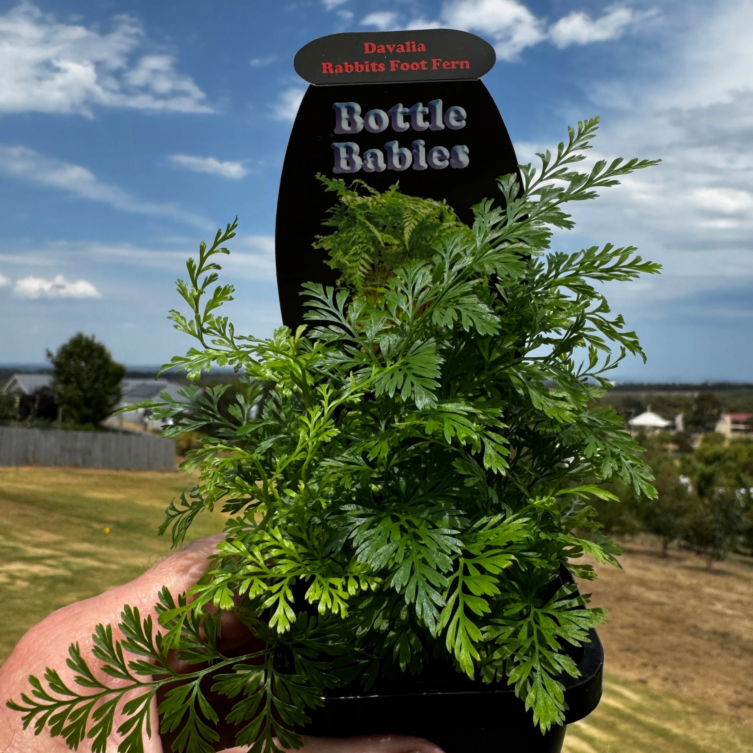 Davallia fejeensis 'Rabbit's Foot Fern' - Image 5