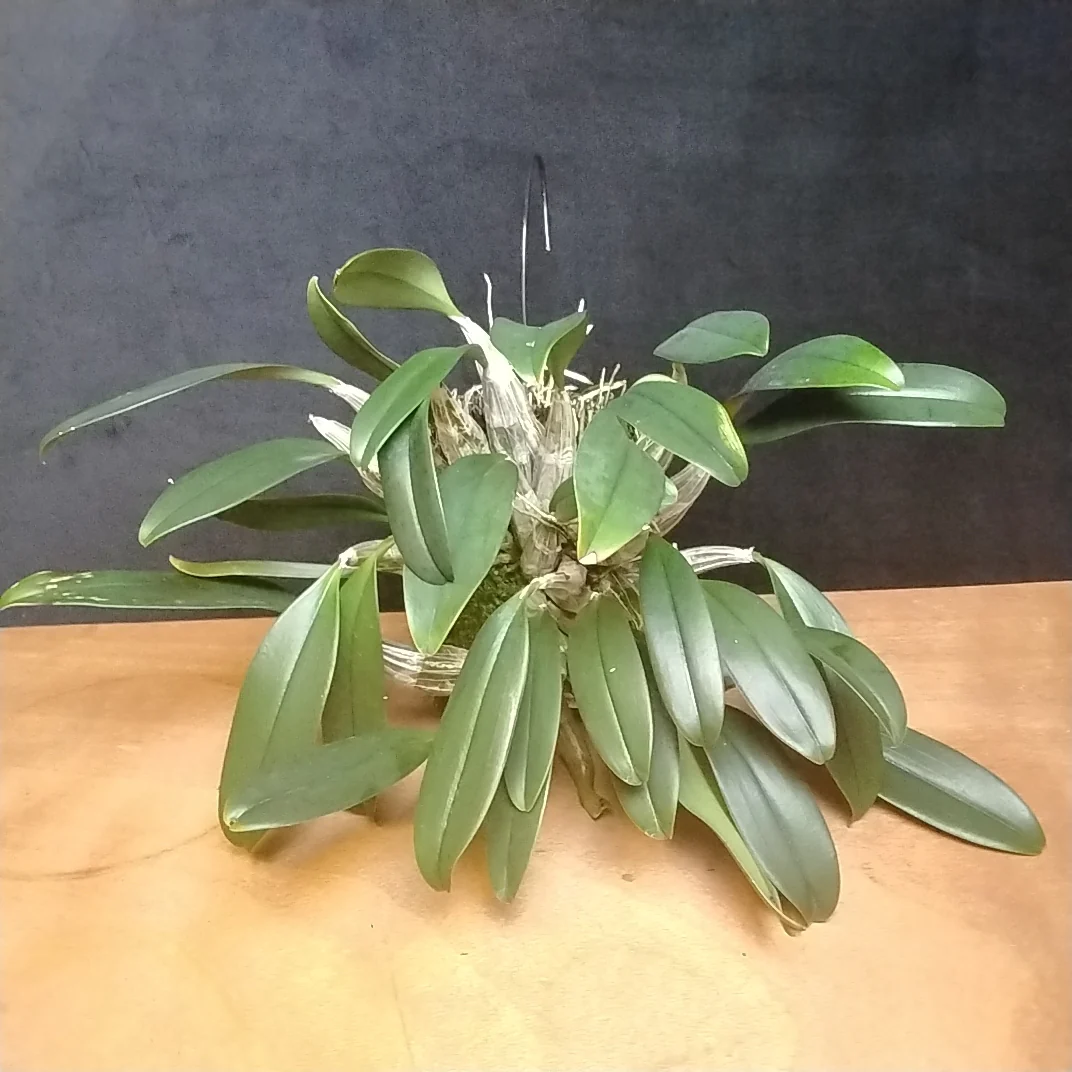 Dendrobium aggregatum - Golden Cascade Orchid - Image 2