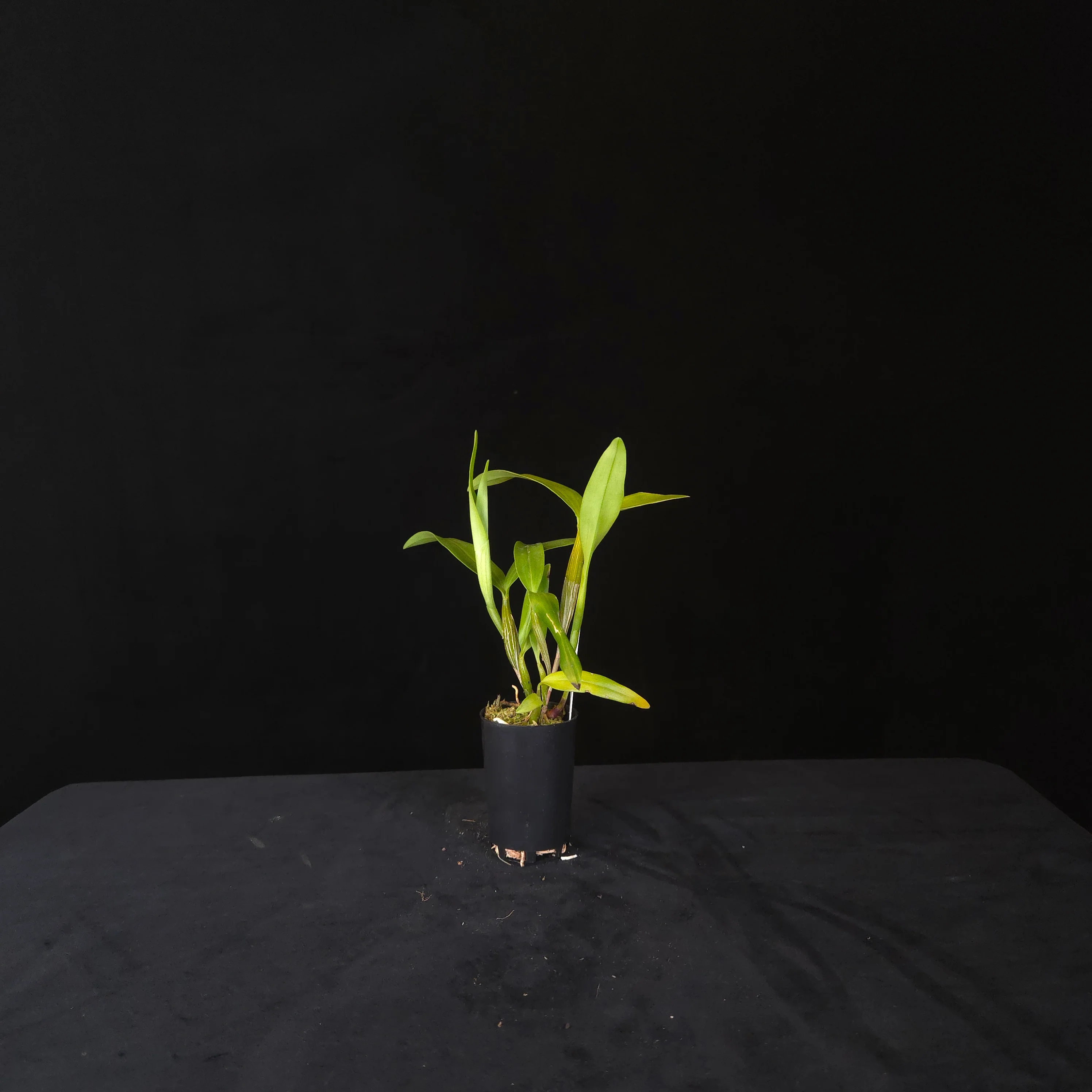 Dendrobium atroviolaceum - Image 3