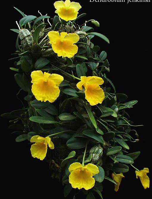 Dendrobium jenkinsii - Miniature Orchid - Image 4