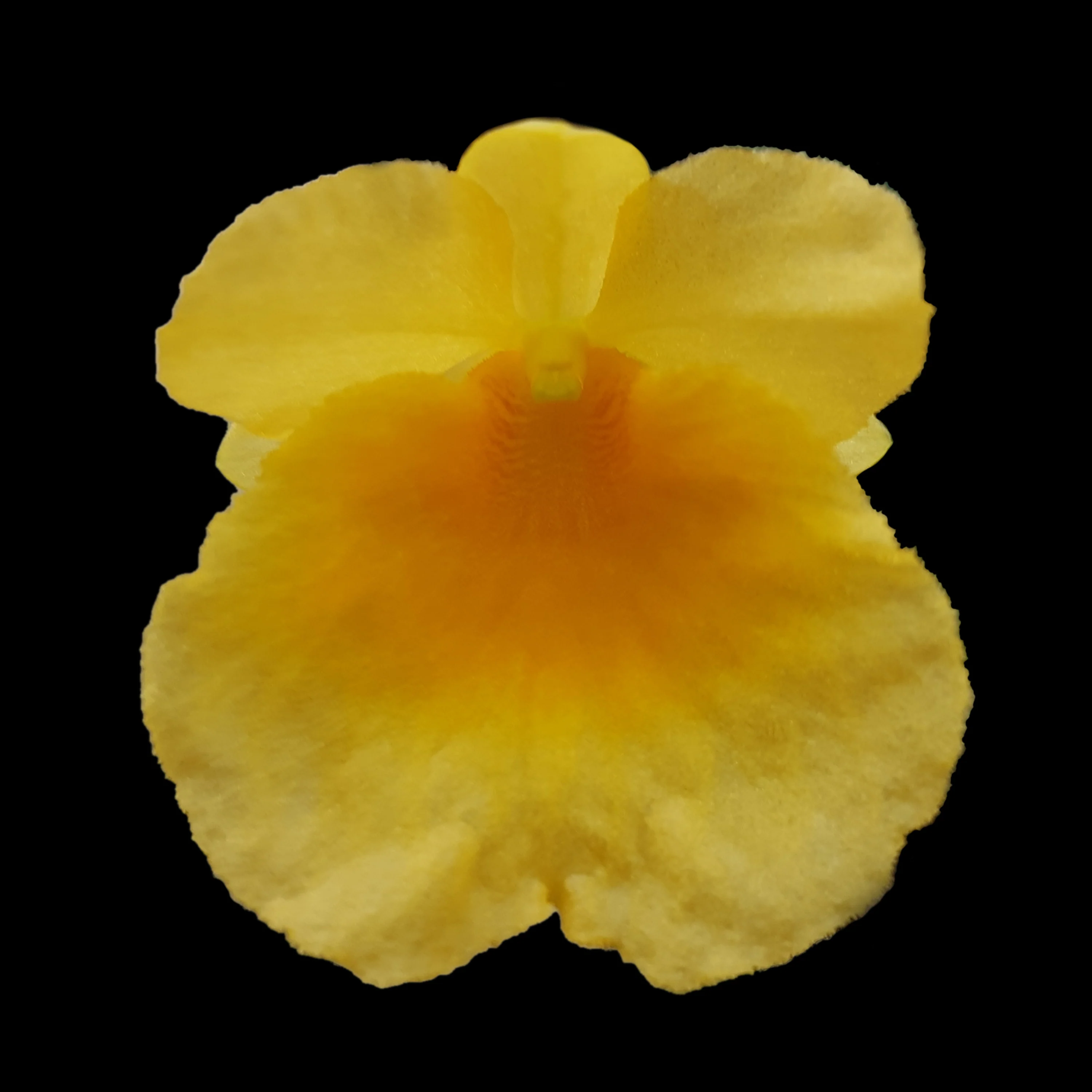 Dendrobium jenkinsii - Miniature Orchid - Image 5