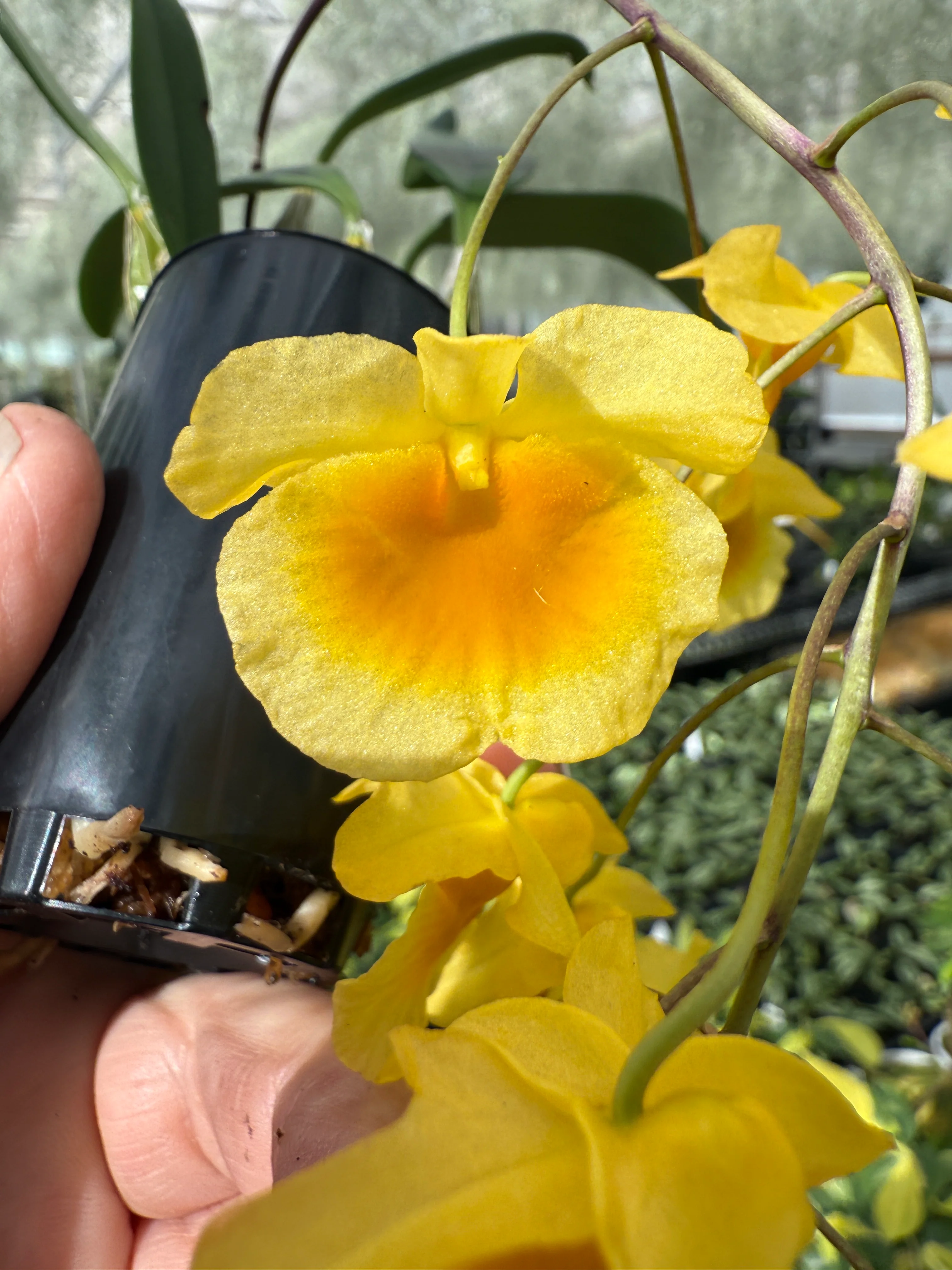 Dendrobium lindleyi - Image 2