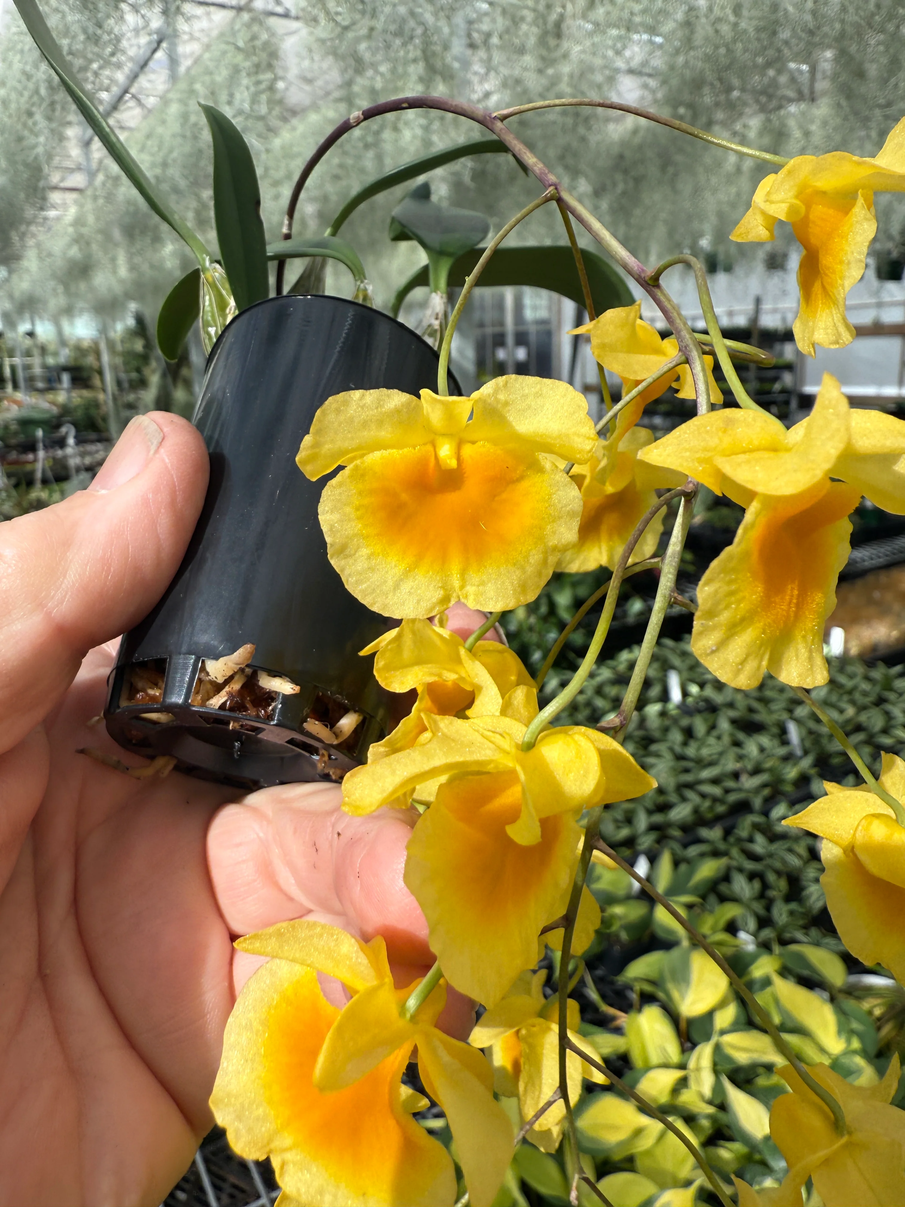 Dendrobium lindleyi - Image 3