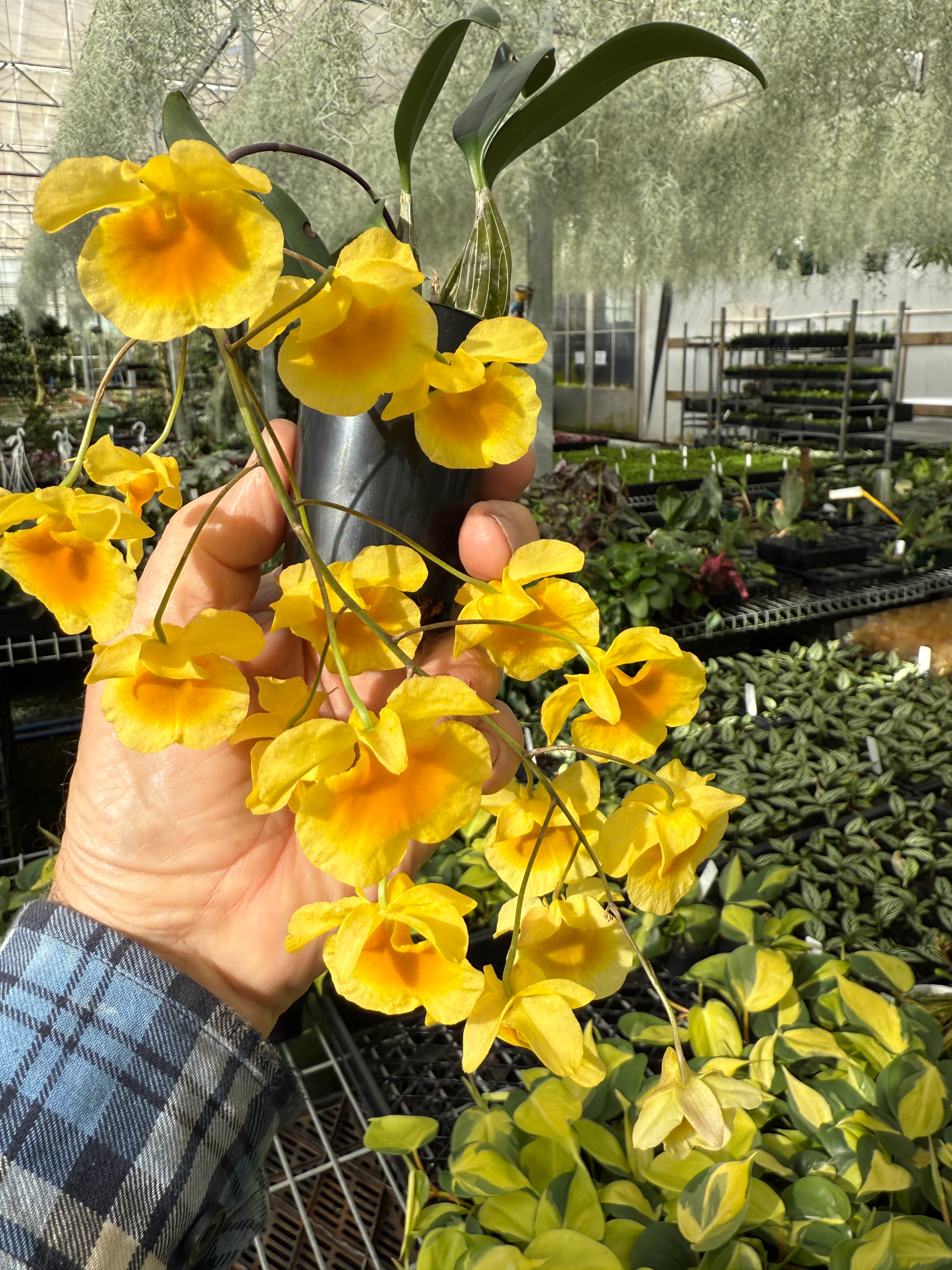 Dendrobium lindleyi - Image 4