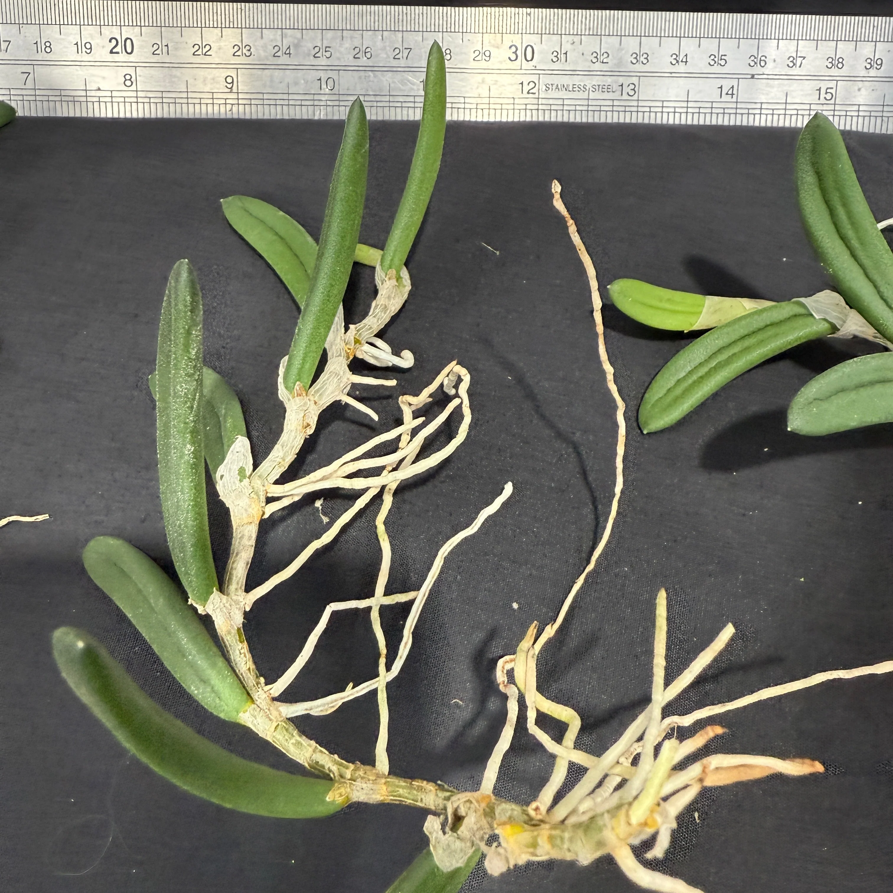 Dendrobium linguiformis (Syn. Dockrillia) Narrow Leaf - Image 4