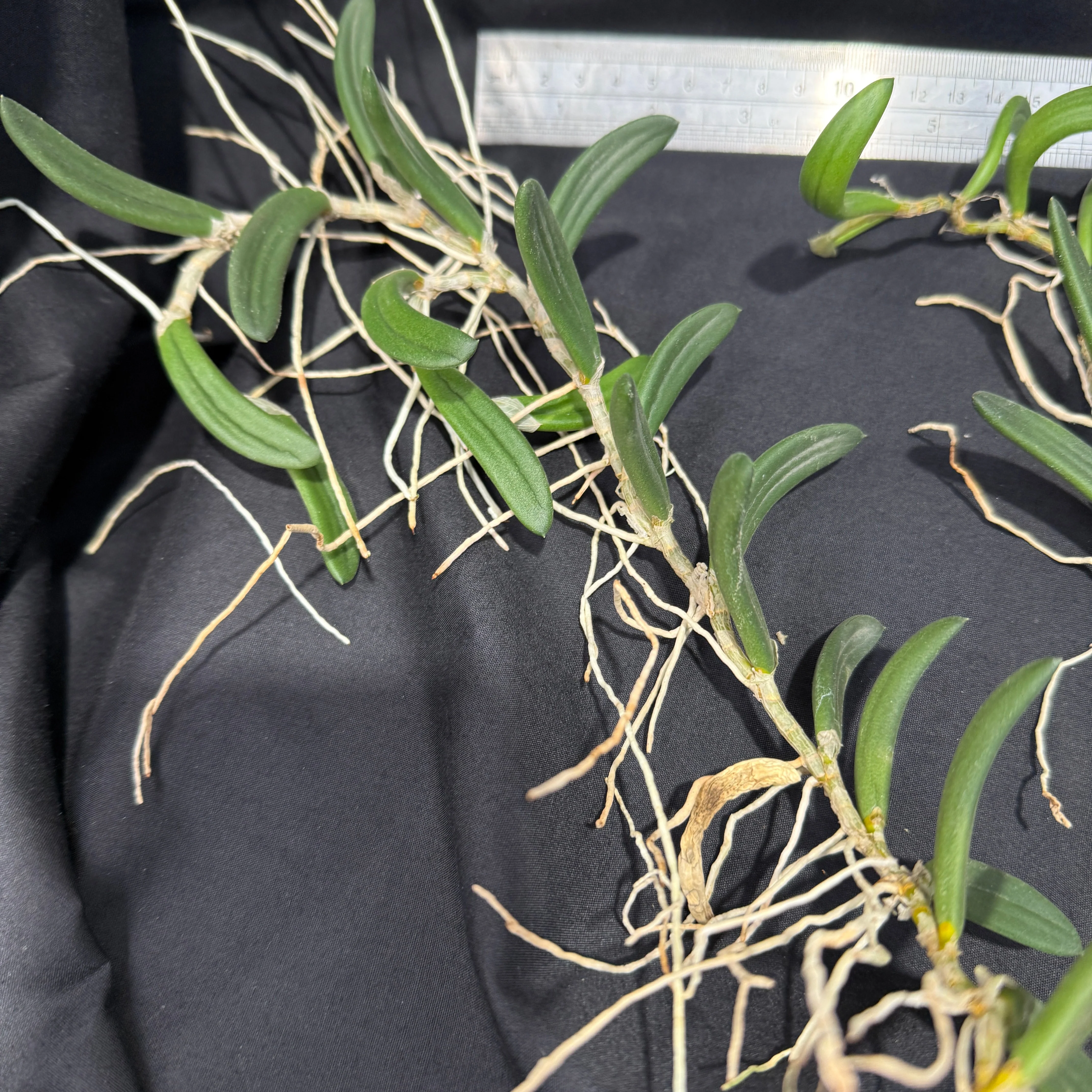 Dendrobium linguiformis (Syn. Dockrillia) Narrow Leaf - Image 5