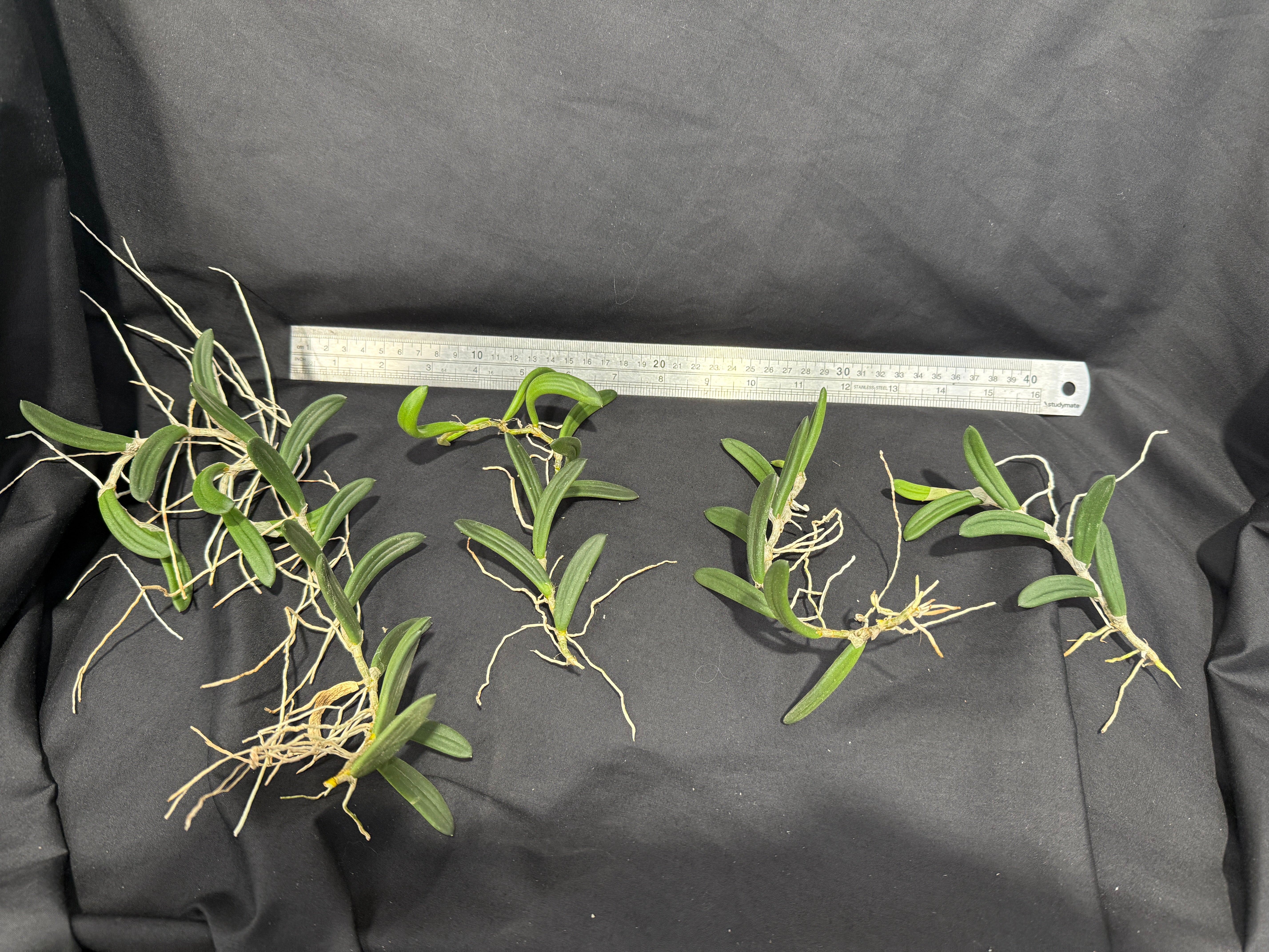 Dendrobium linguiformis (Syn. Dockrillia) Narrow Leaf - Image 6