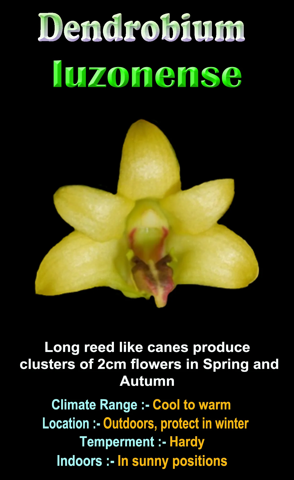 Dendrobium luzonense - The Luzon Dendrobium - Image 2