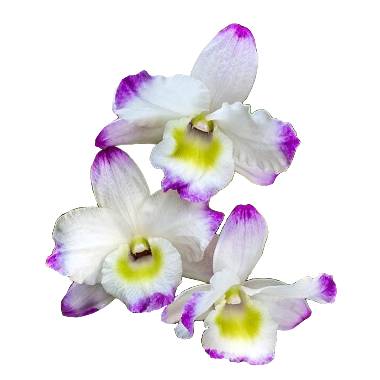 Dendrobium nobile 'White with Pink Edge'