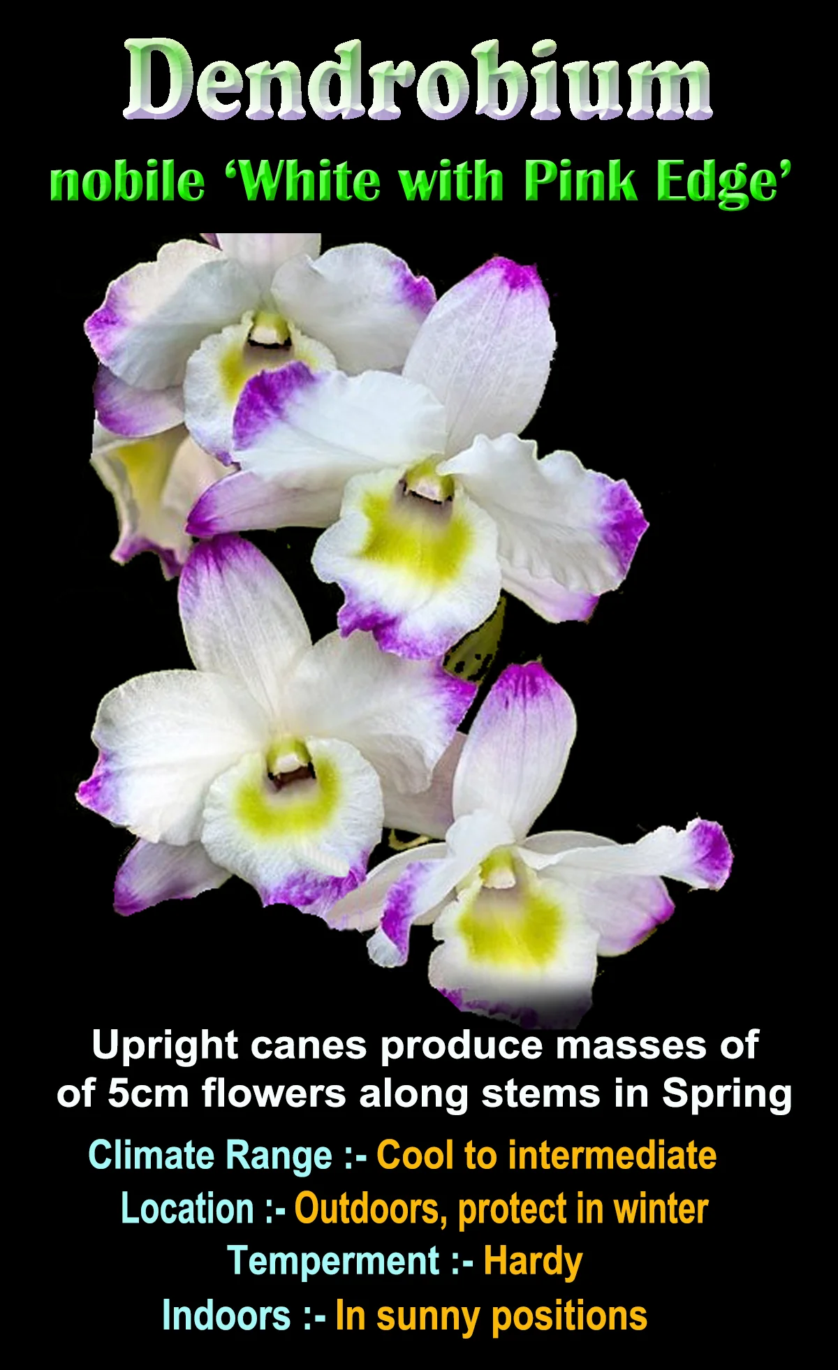Dendrobium nobile 'White with Pink Edge' - Image 2