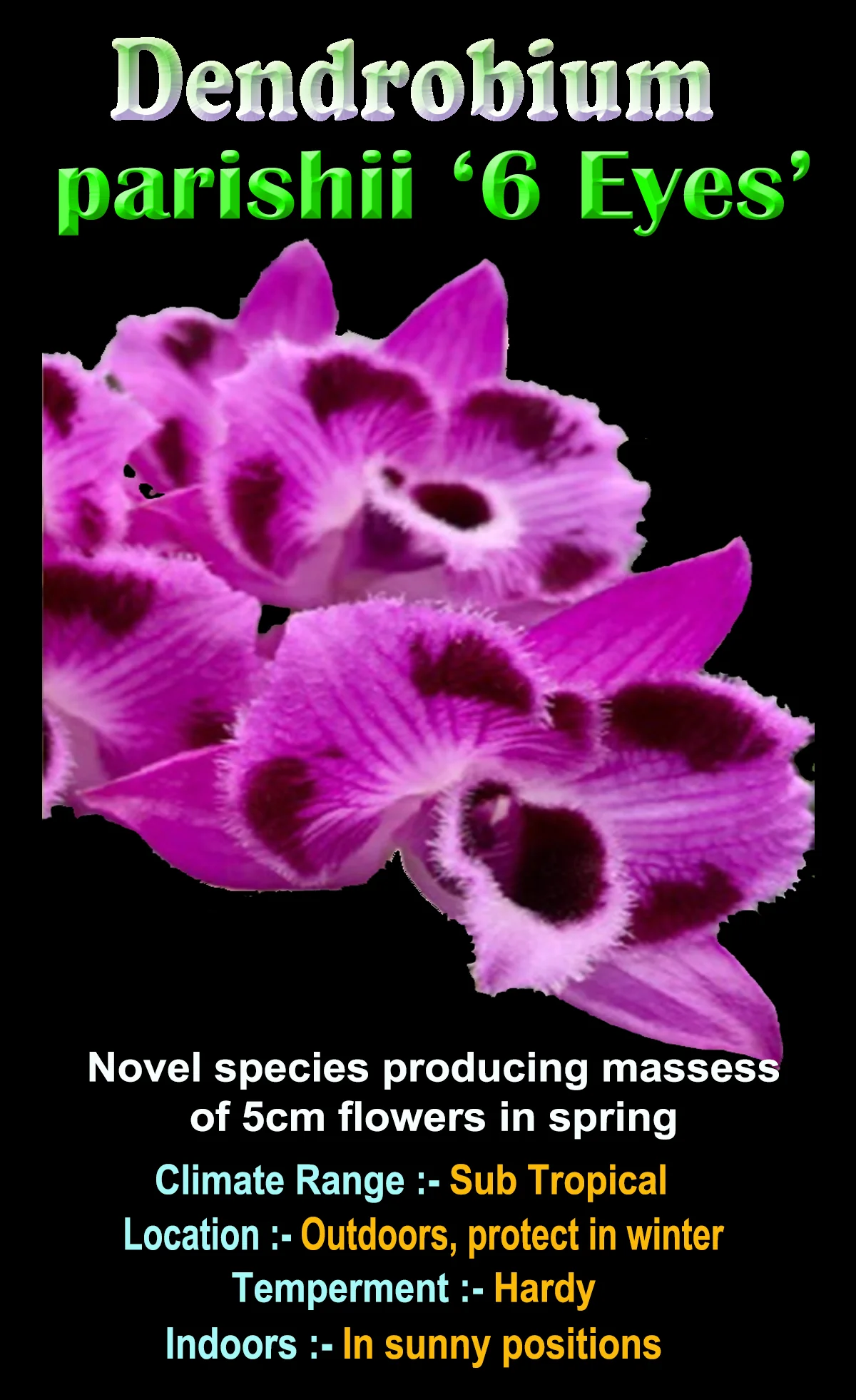 Dendrobium parishii '6 eyes' - Image 3