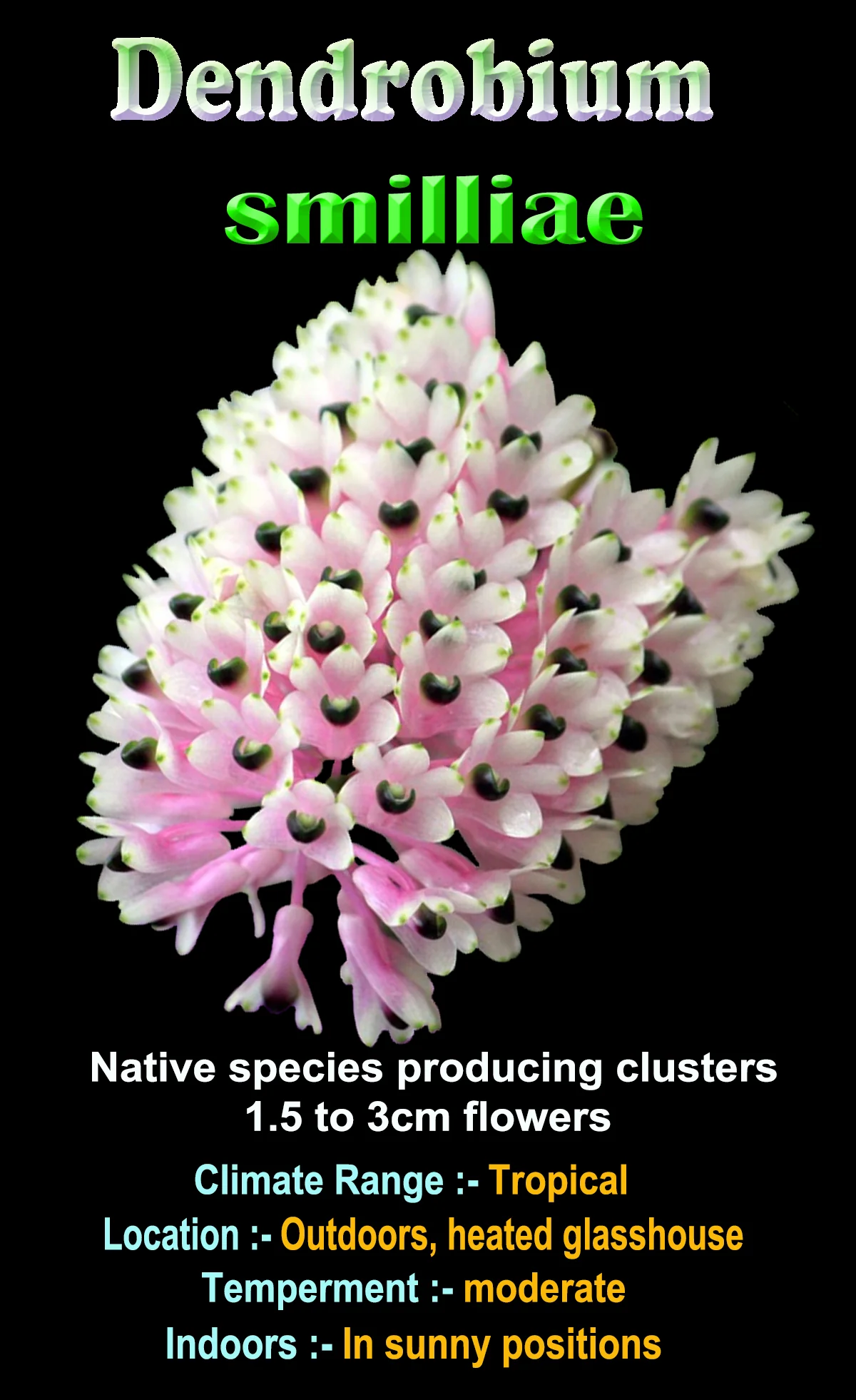 Dendrobium smillieae - Image 2
