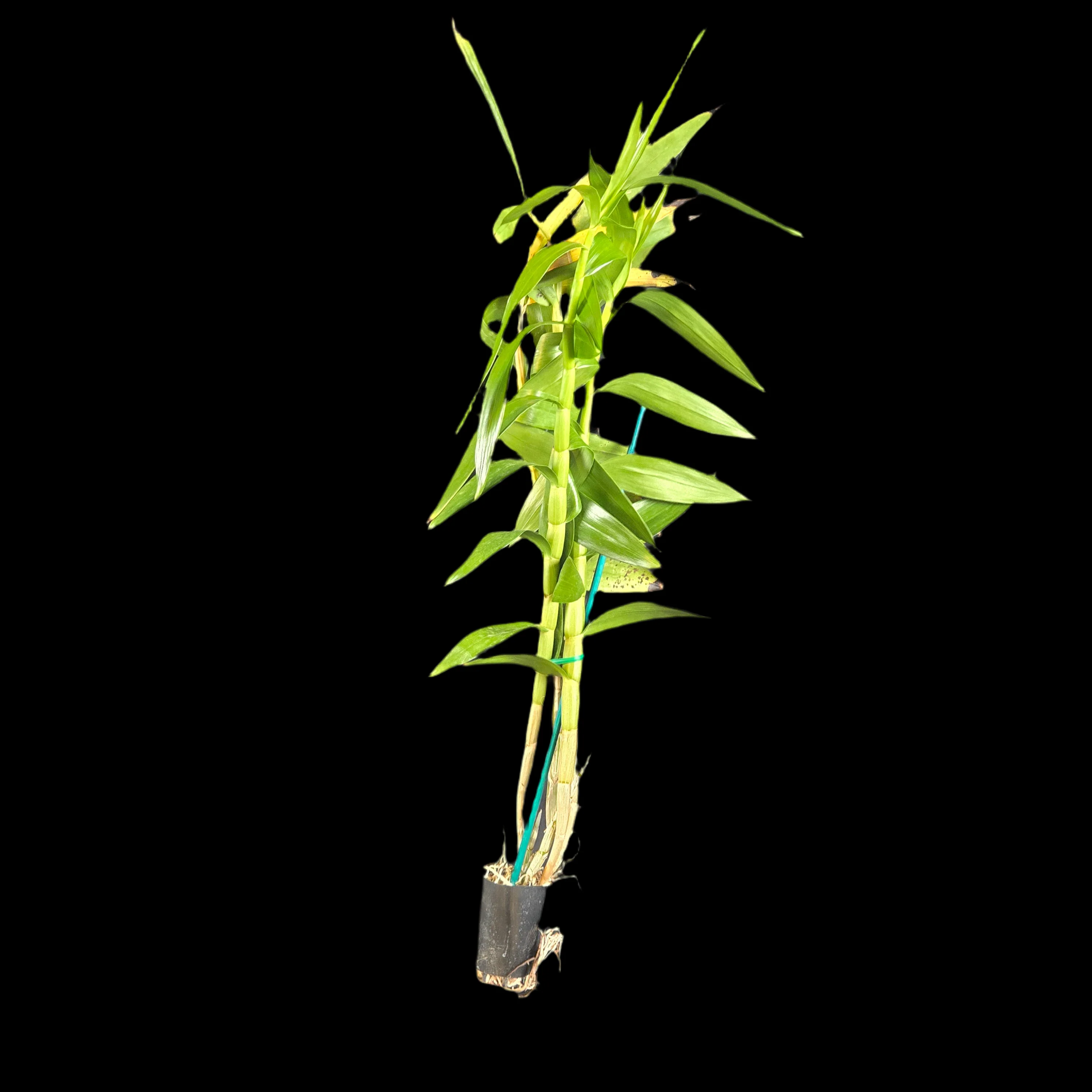 Dendrobium smillieae - Image 3