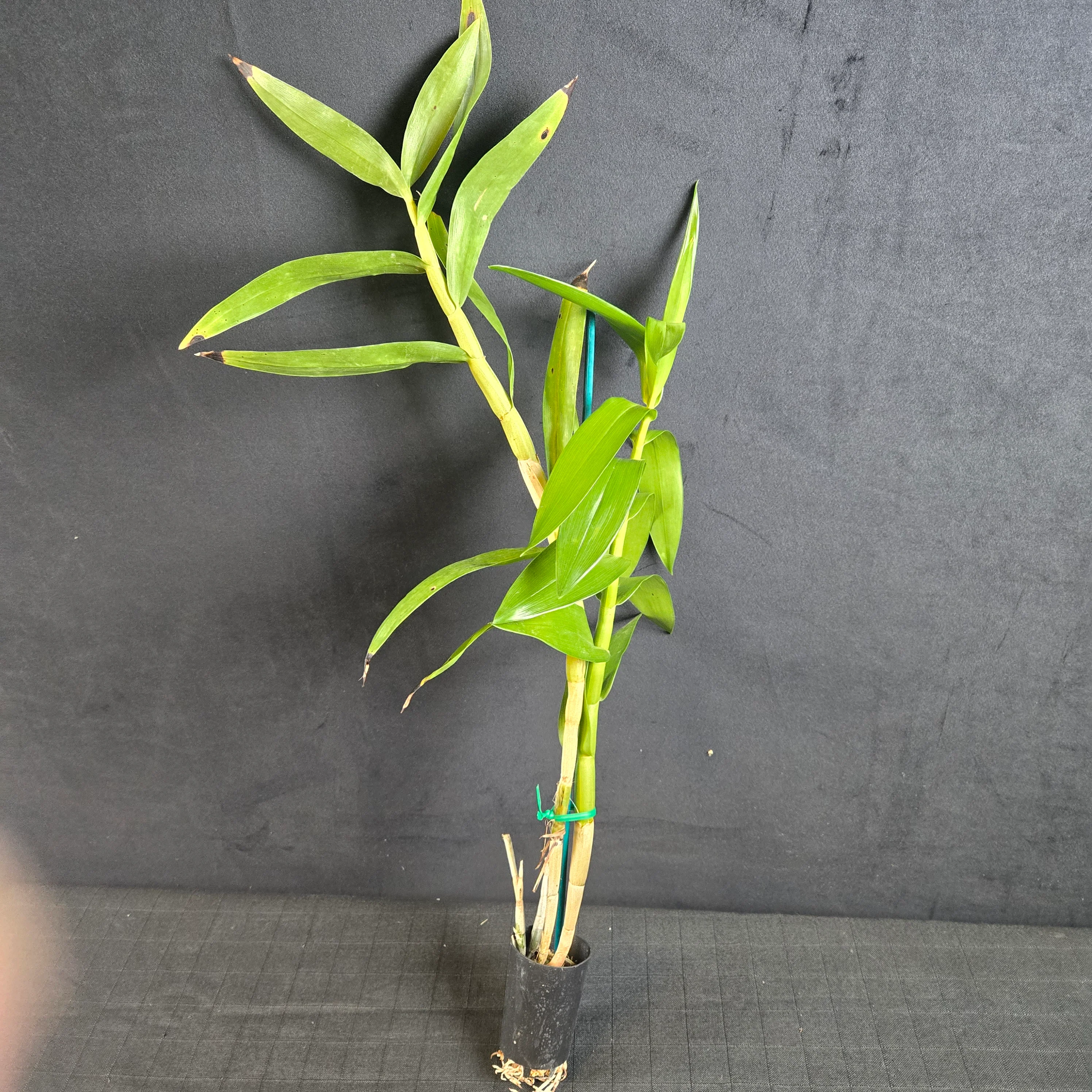 Dendrobium smillieae - Image 4