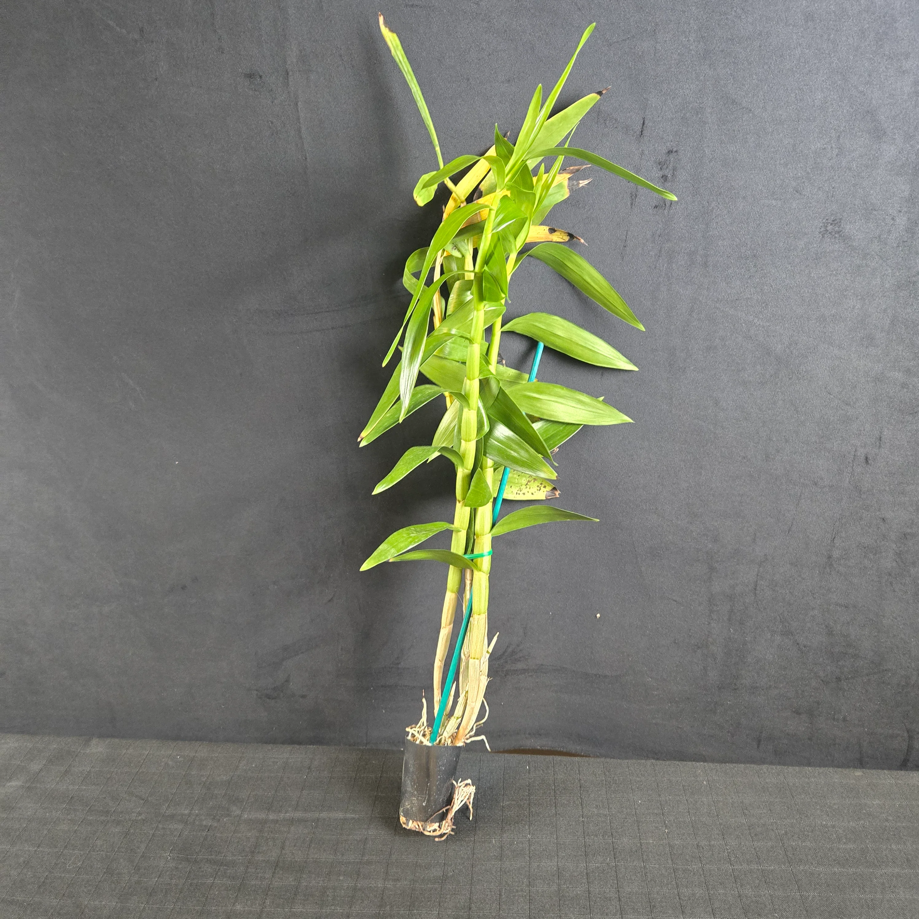 Dendrobium smillieae - Image 5
